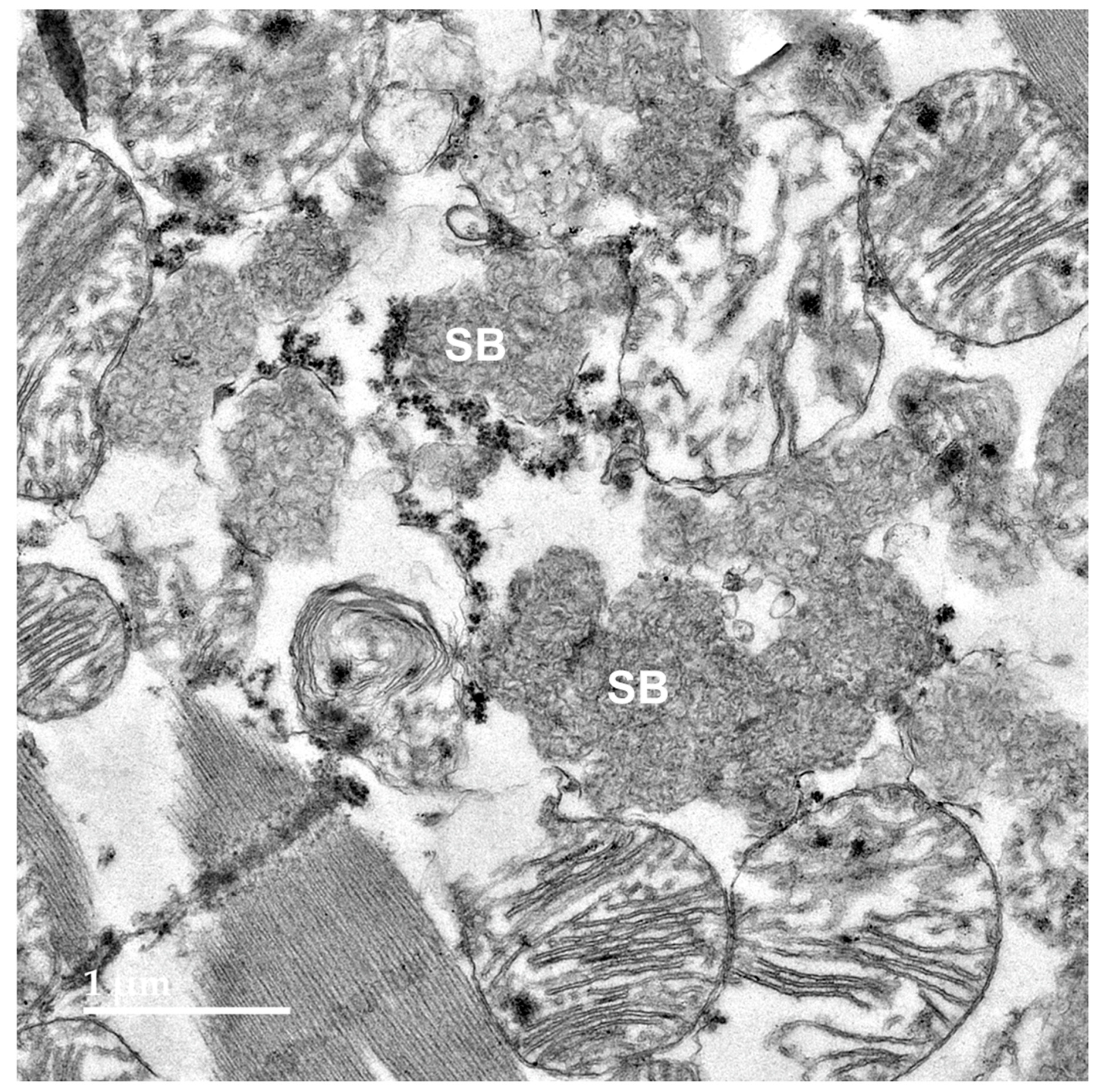 Preprints 181947 g014