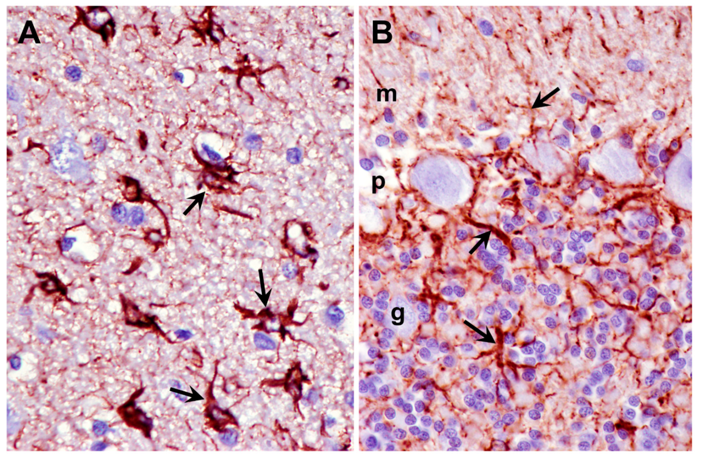Preprints 181947 g015