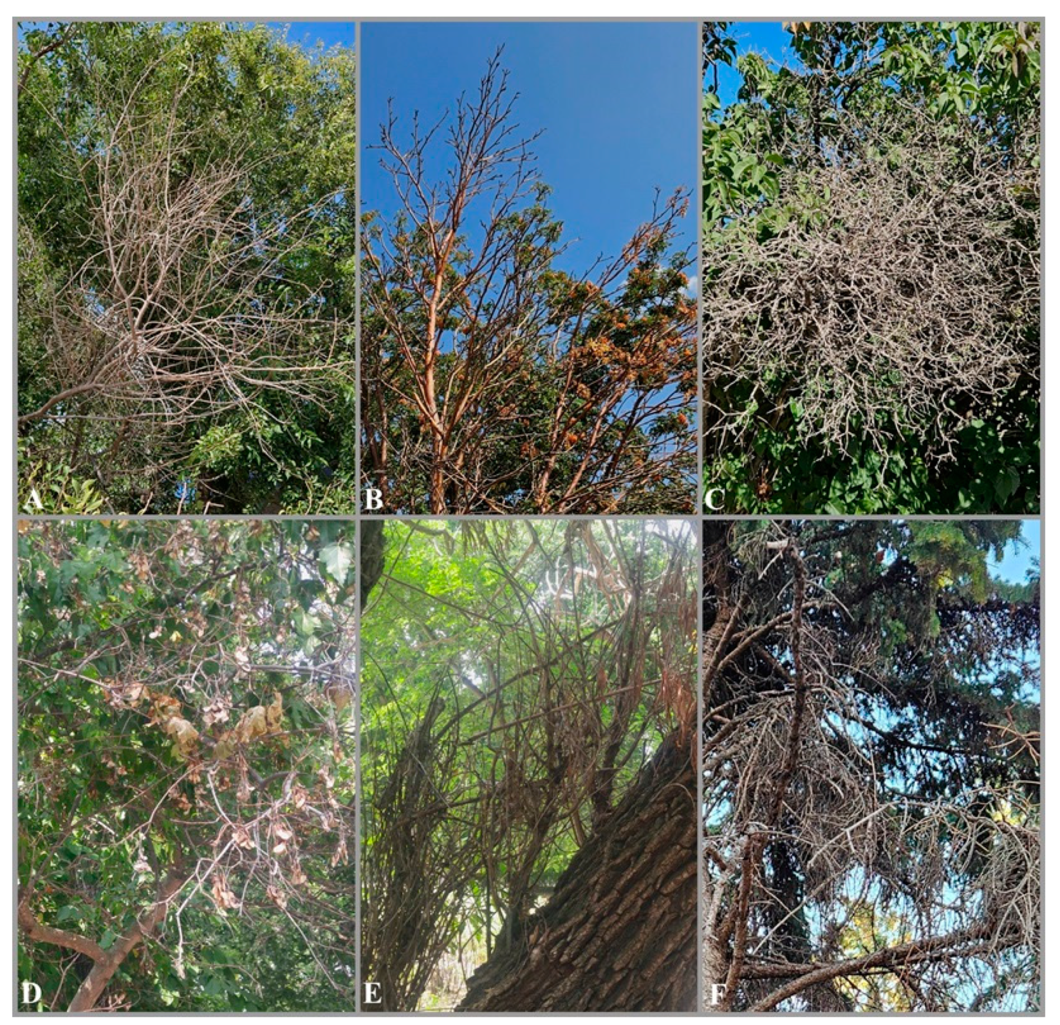 Preprints 145398 g001