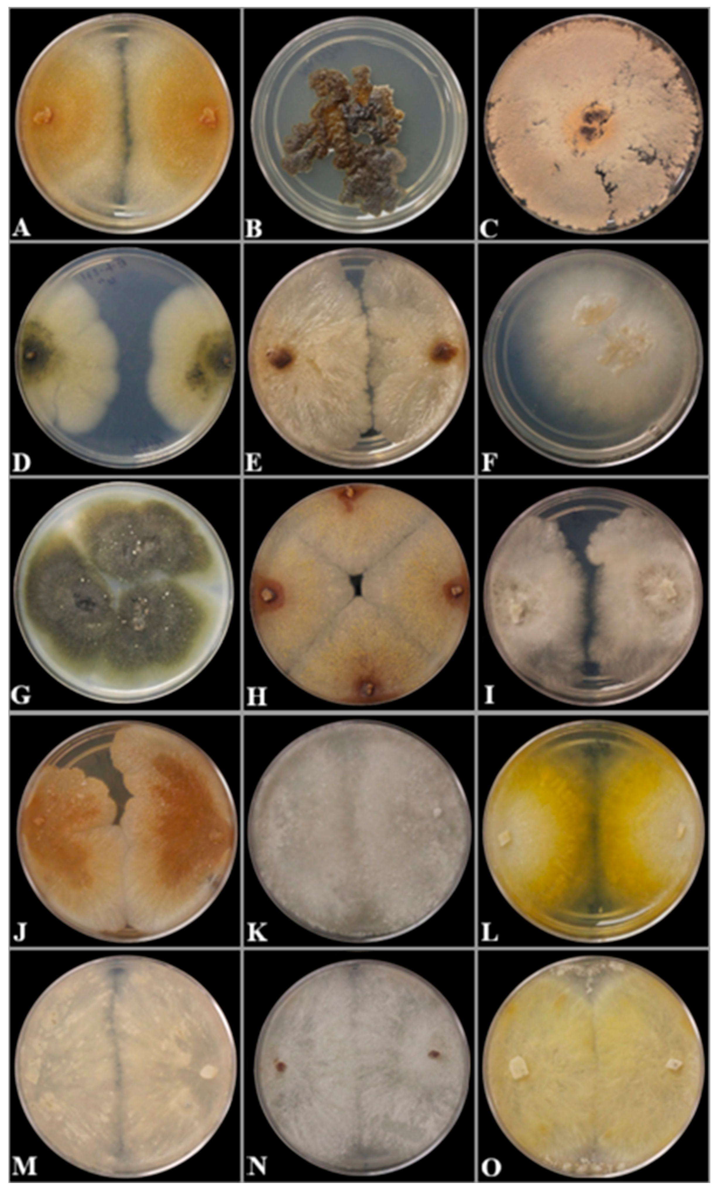 Preprints 145398 g003