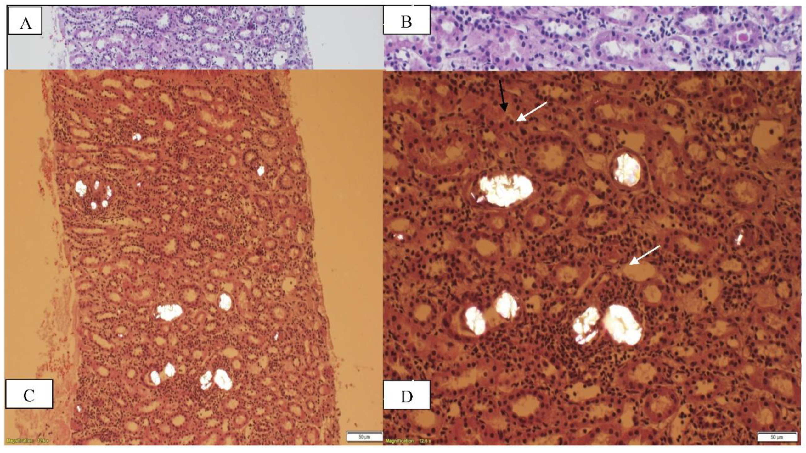 Preprints 195460 g001