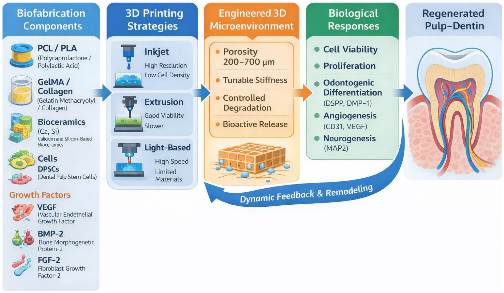 Preprints 215308 g004 Preprints 215308 g004