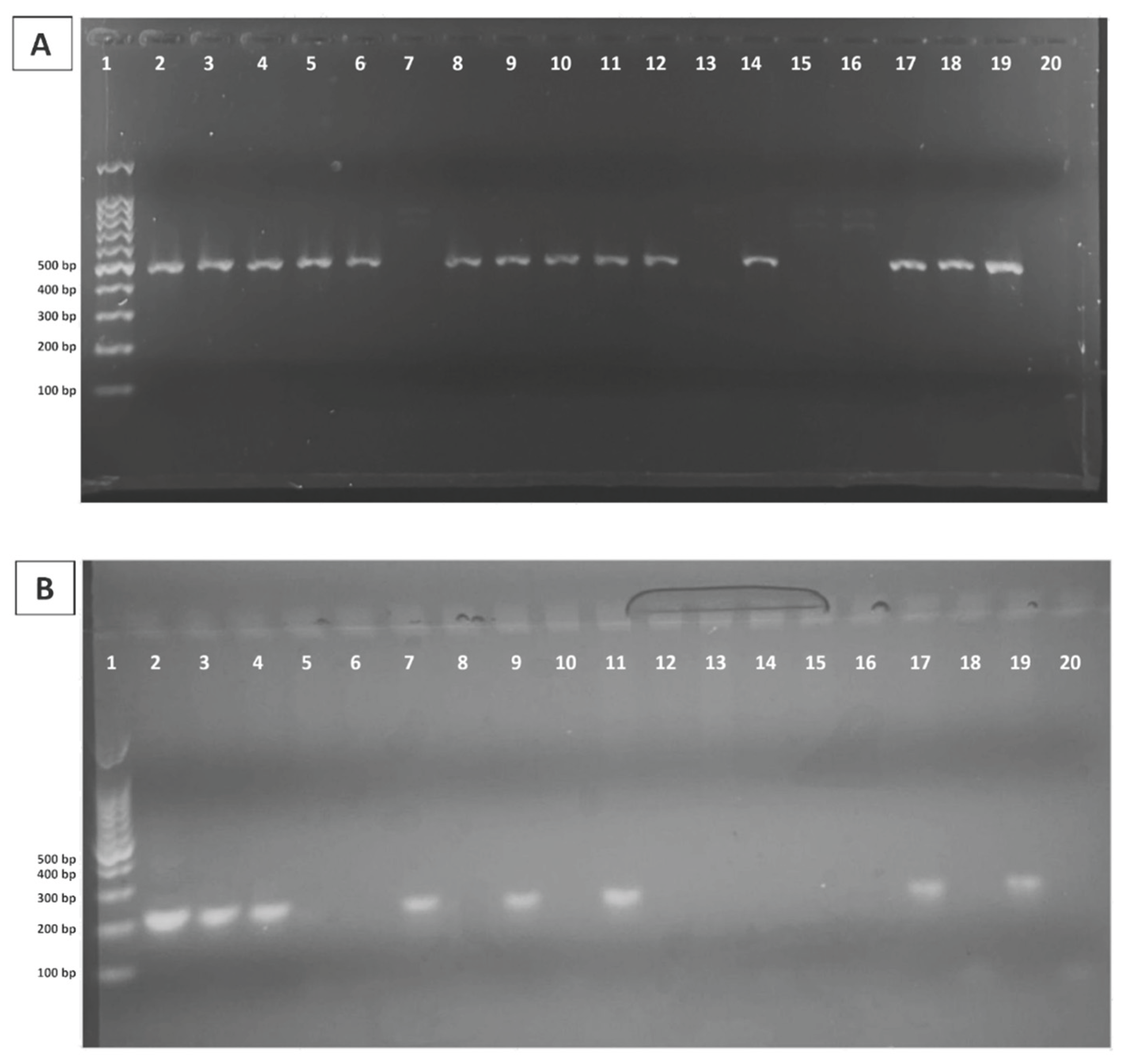 Preprints 194167 g001