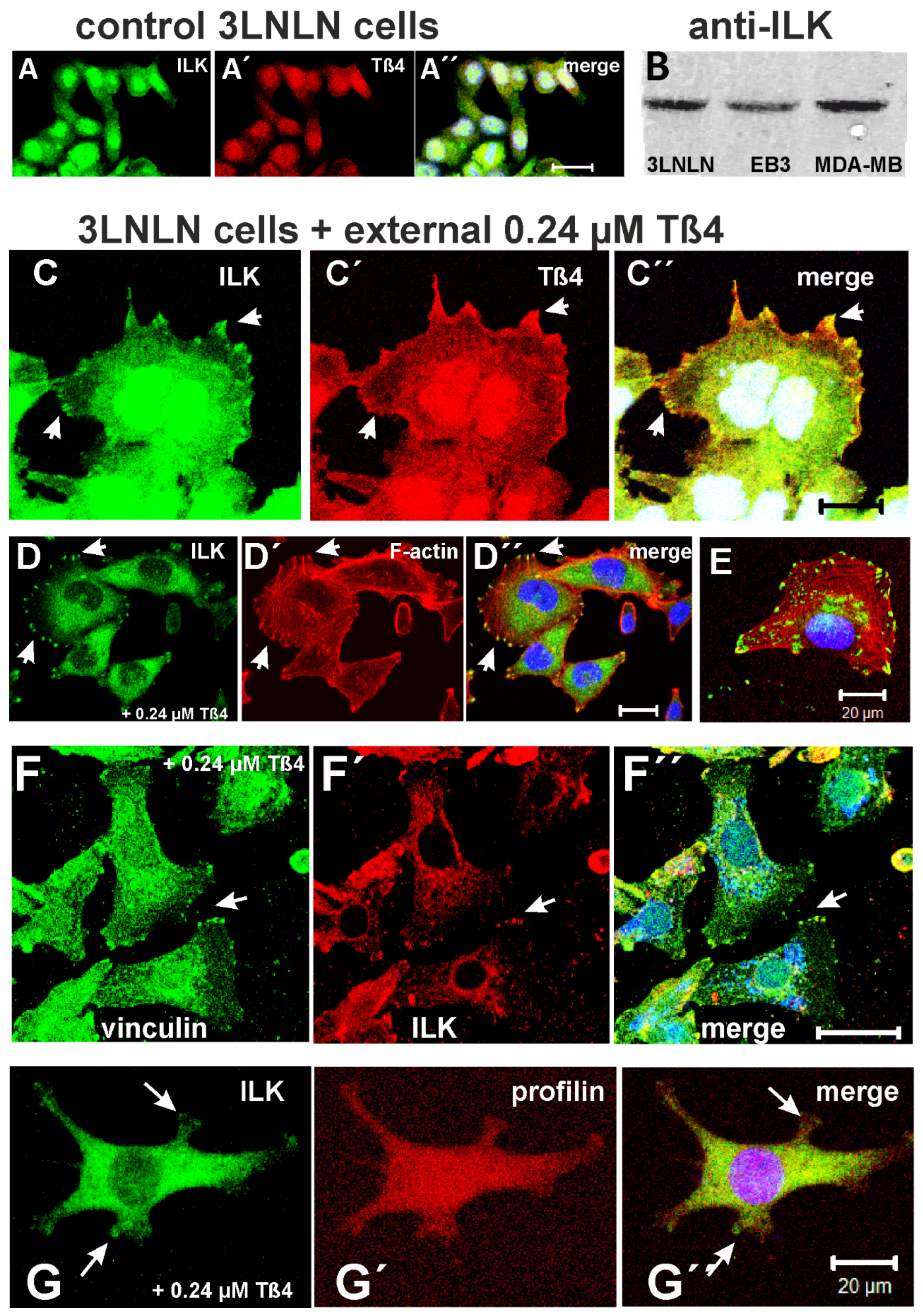 Preprints 144560 g006