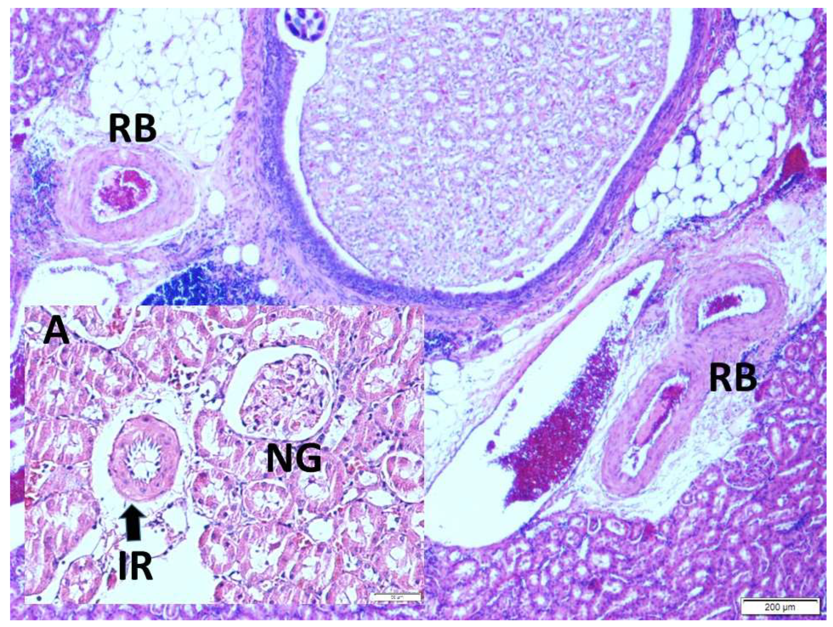 Preprints 218689 g002