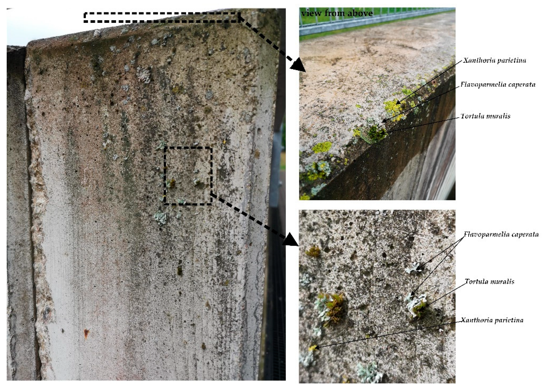 Preprints 138876 g003