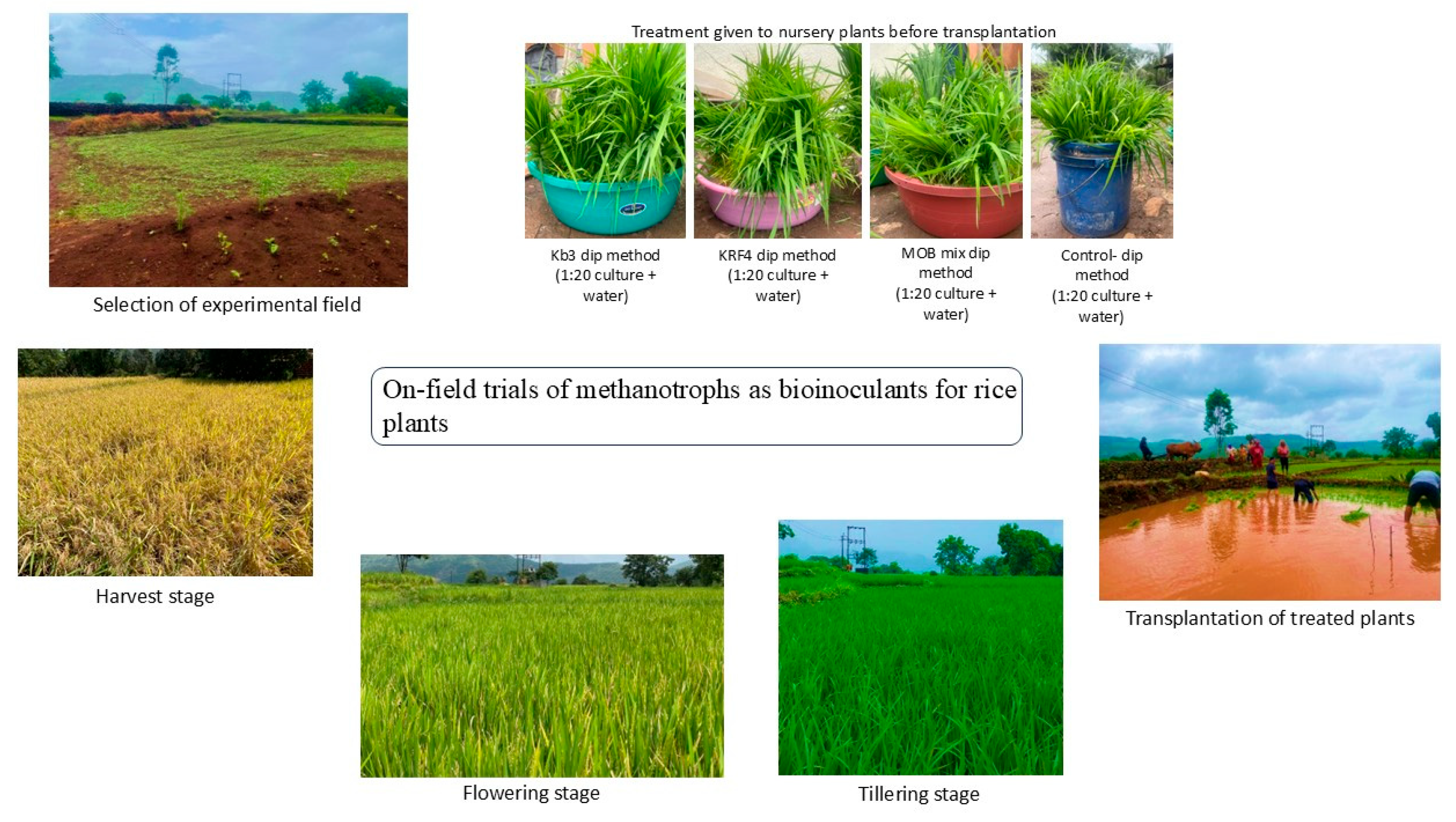 Preprints 176775 g001a