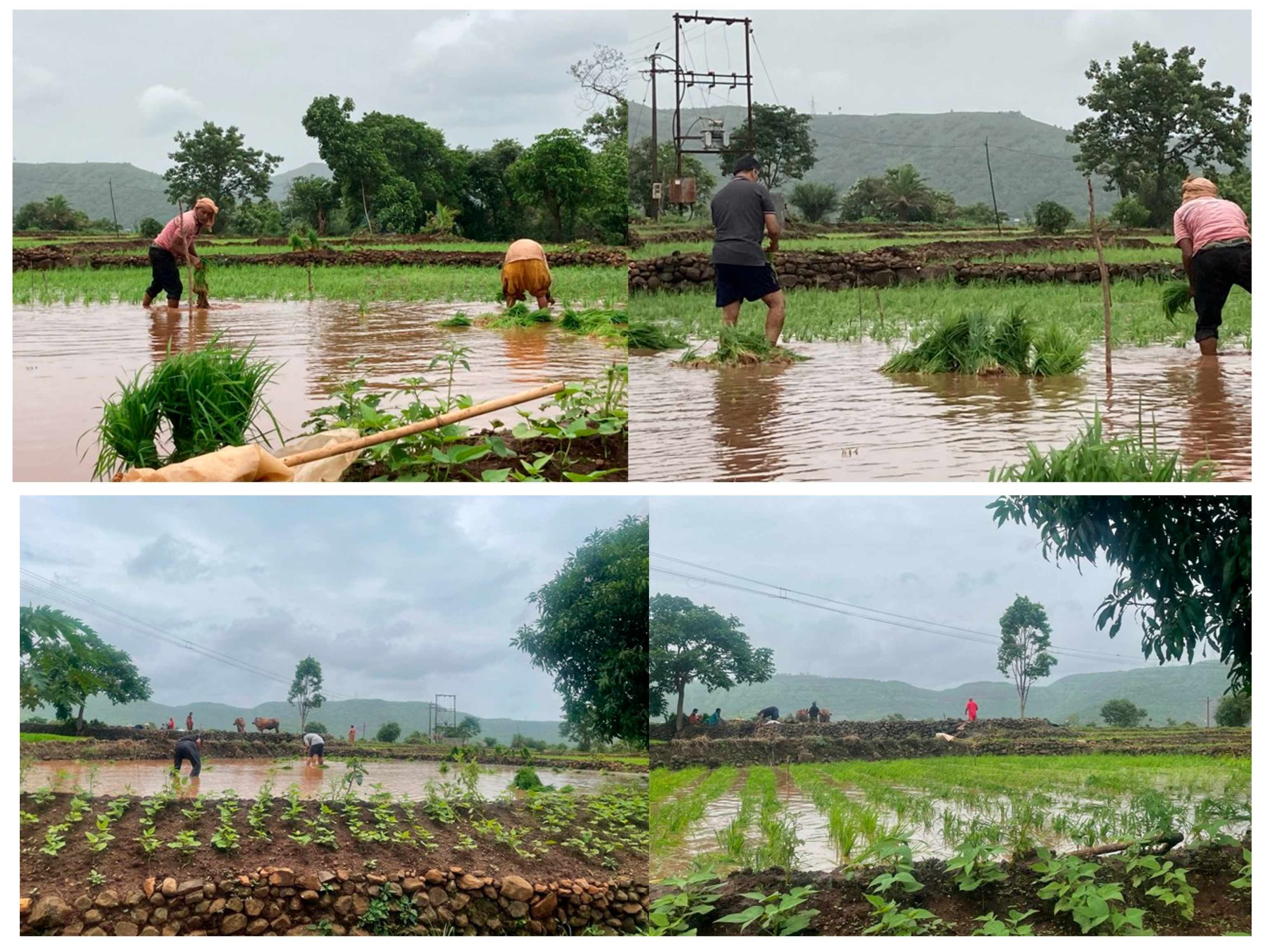 Preprints 176775 g001b