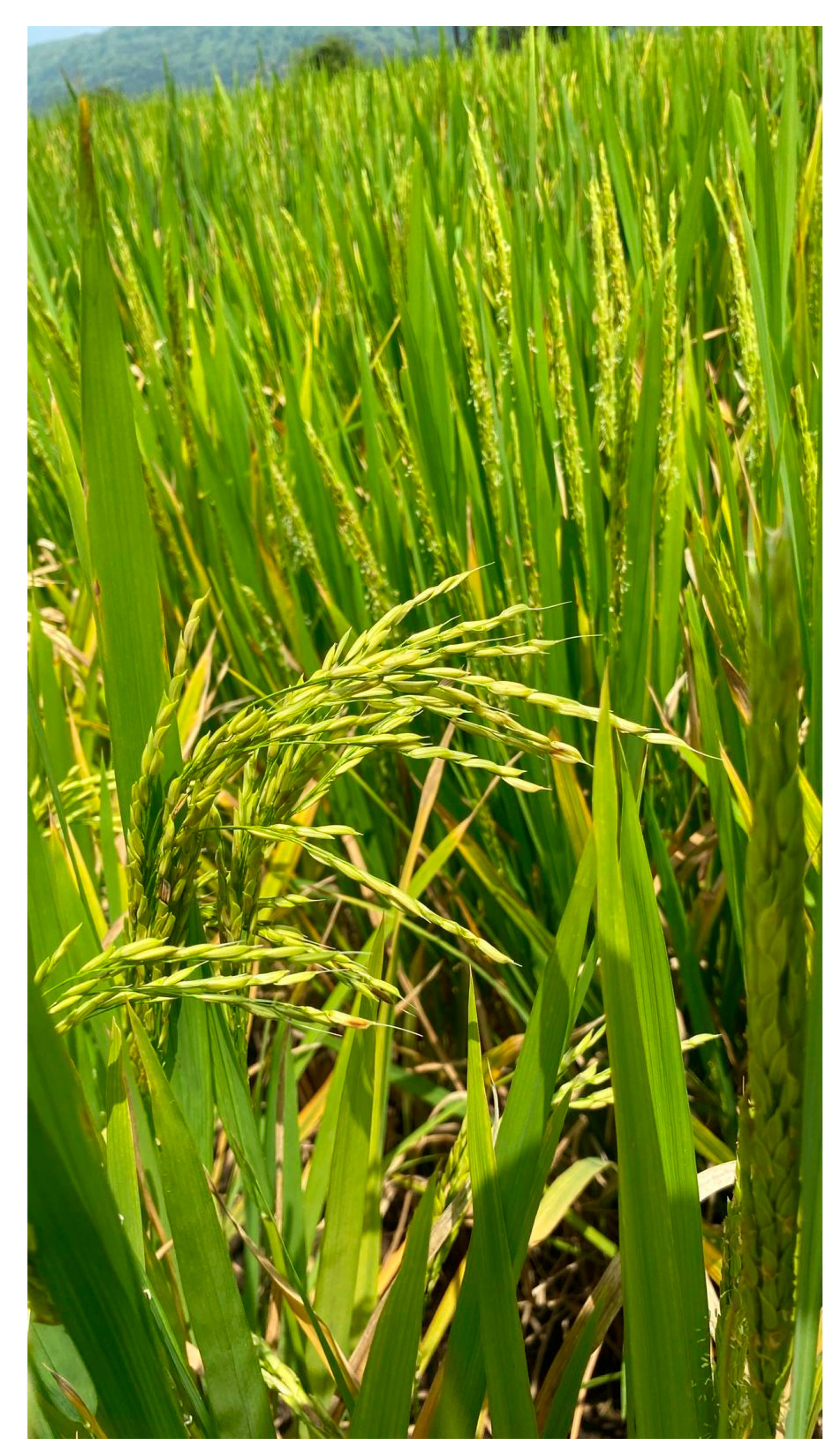 Preprints 176775 g002