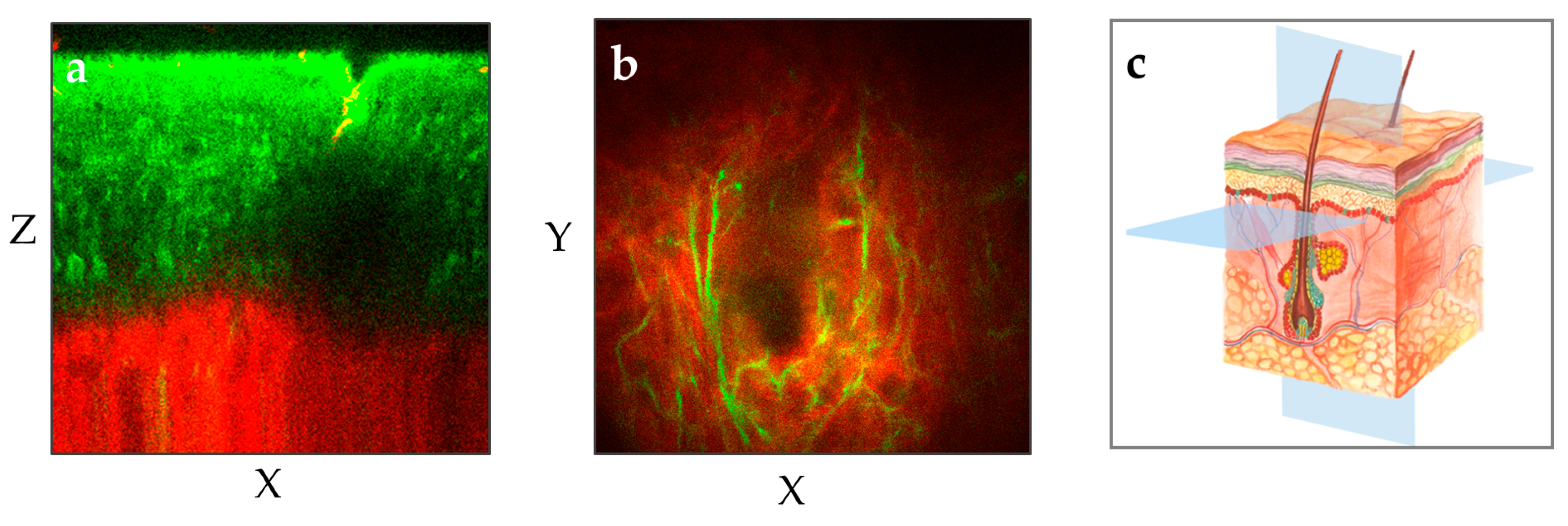 Preprints 144022 g003