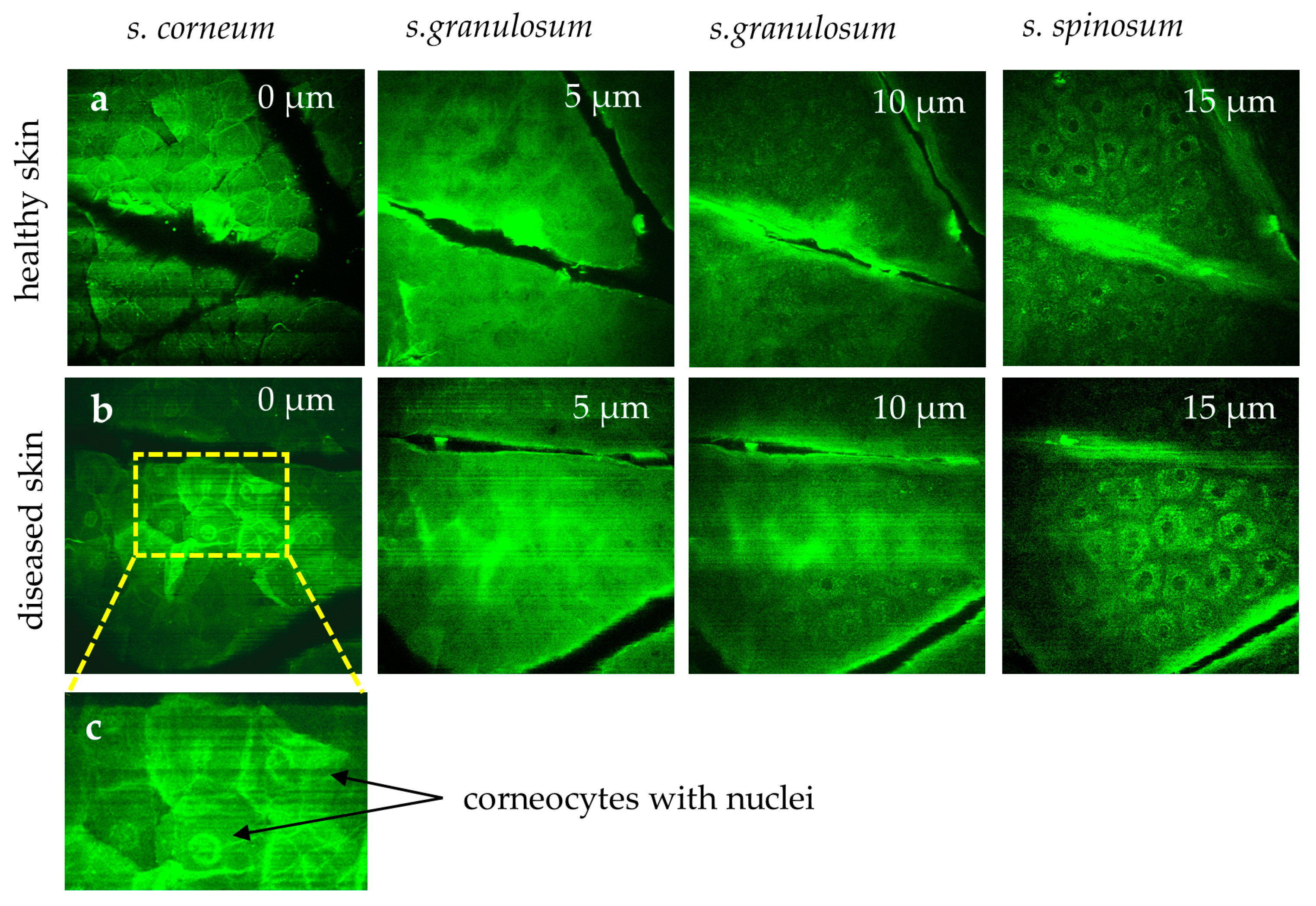 Preprints 144022 g008
