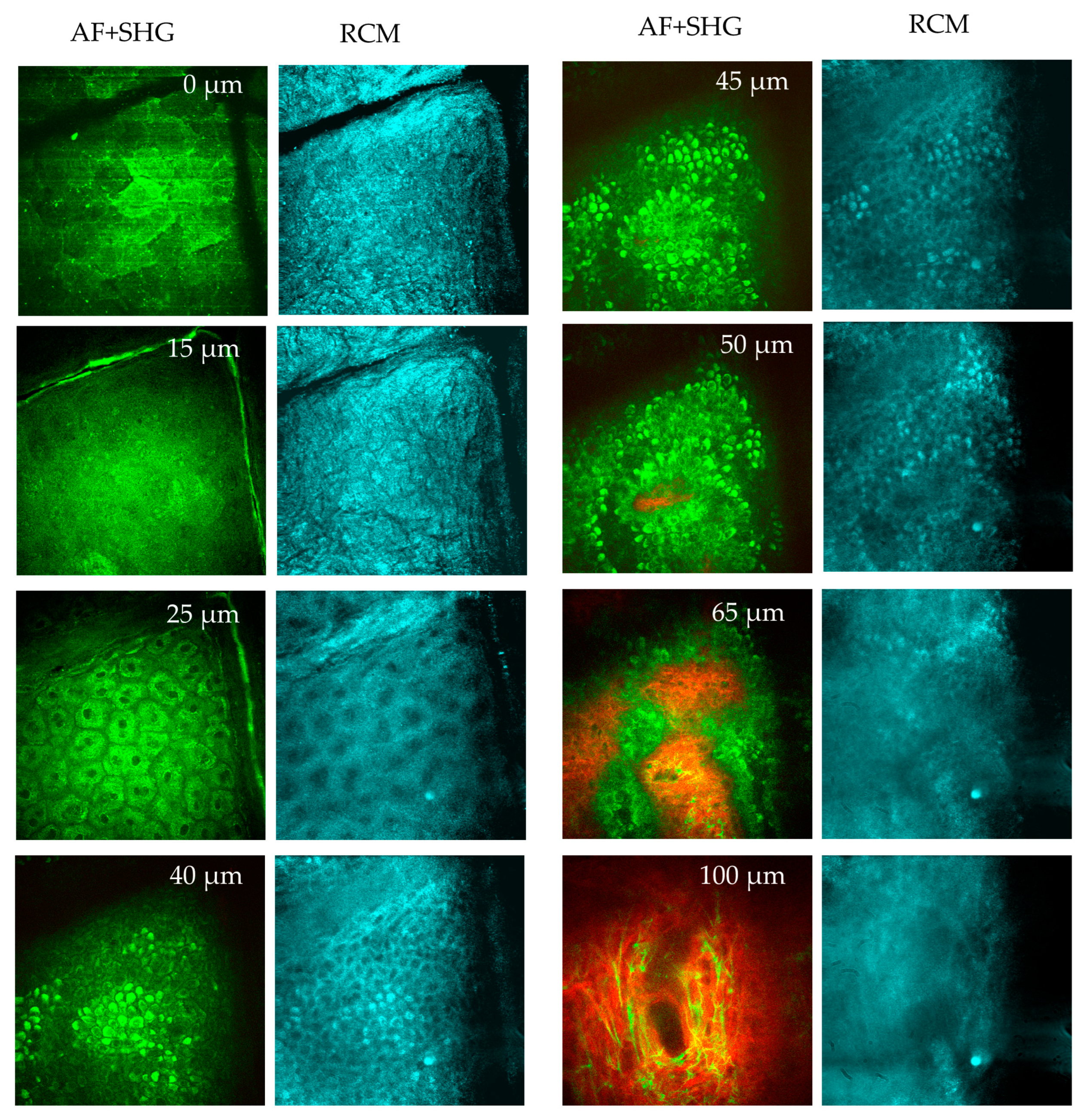 Preprints 144022 g009