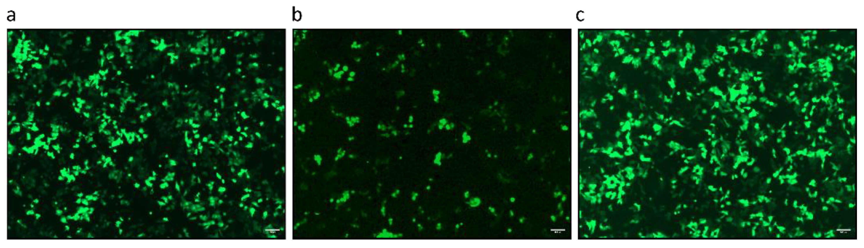 Preprints 186200 g003