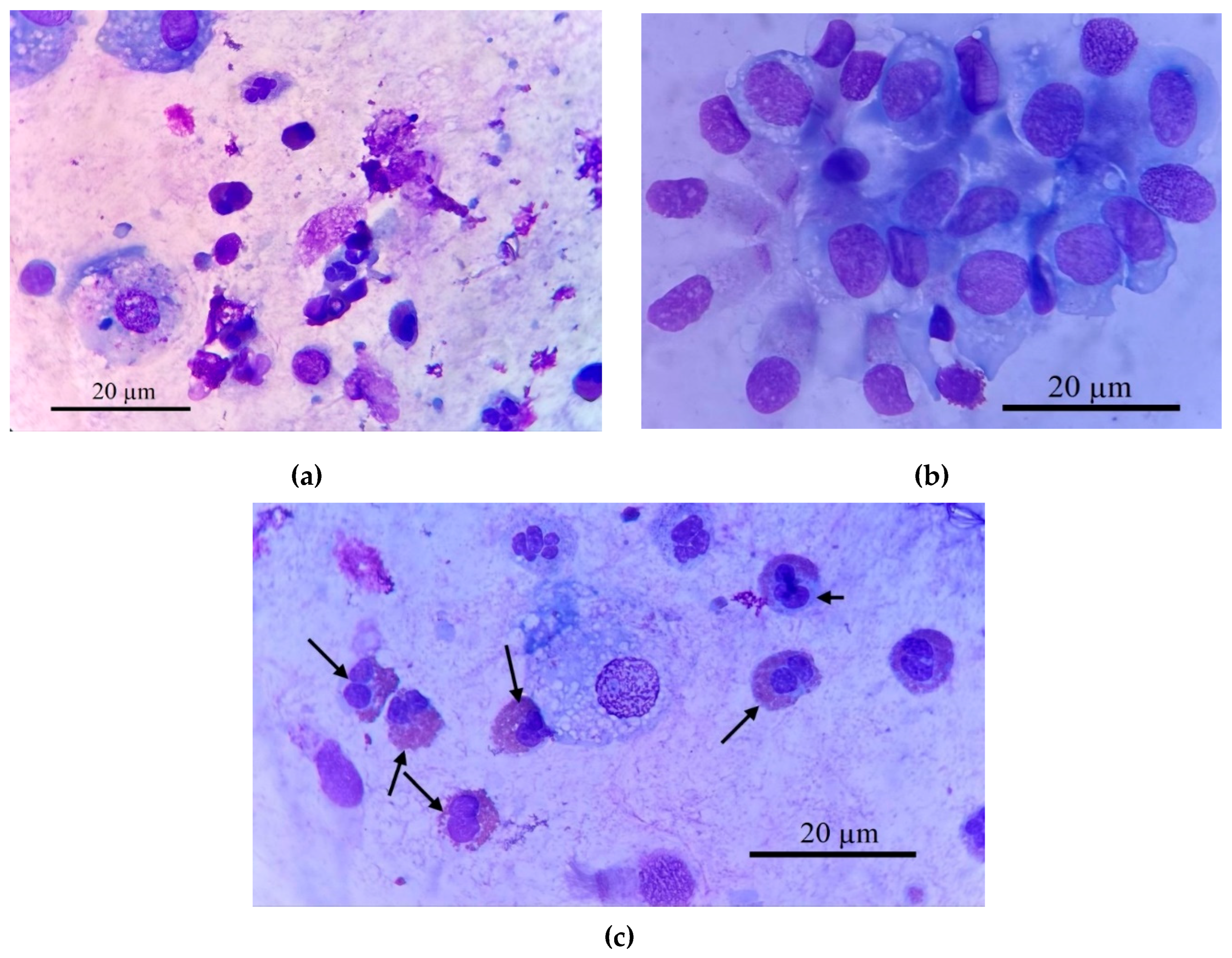 Preprints 171404 g002