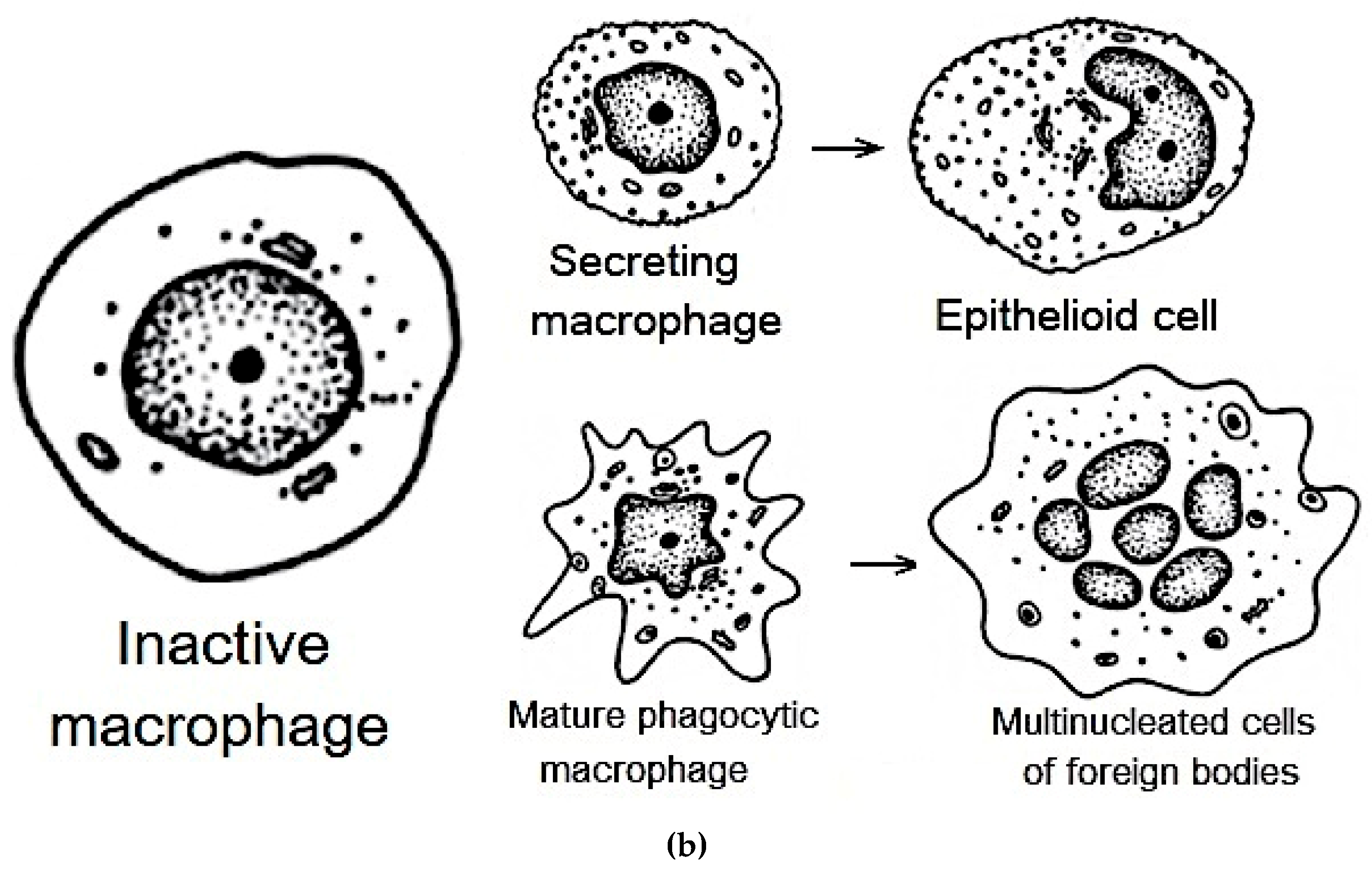 Preprints 171404 g003b