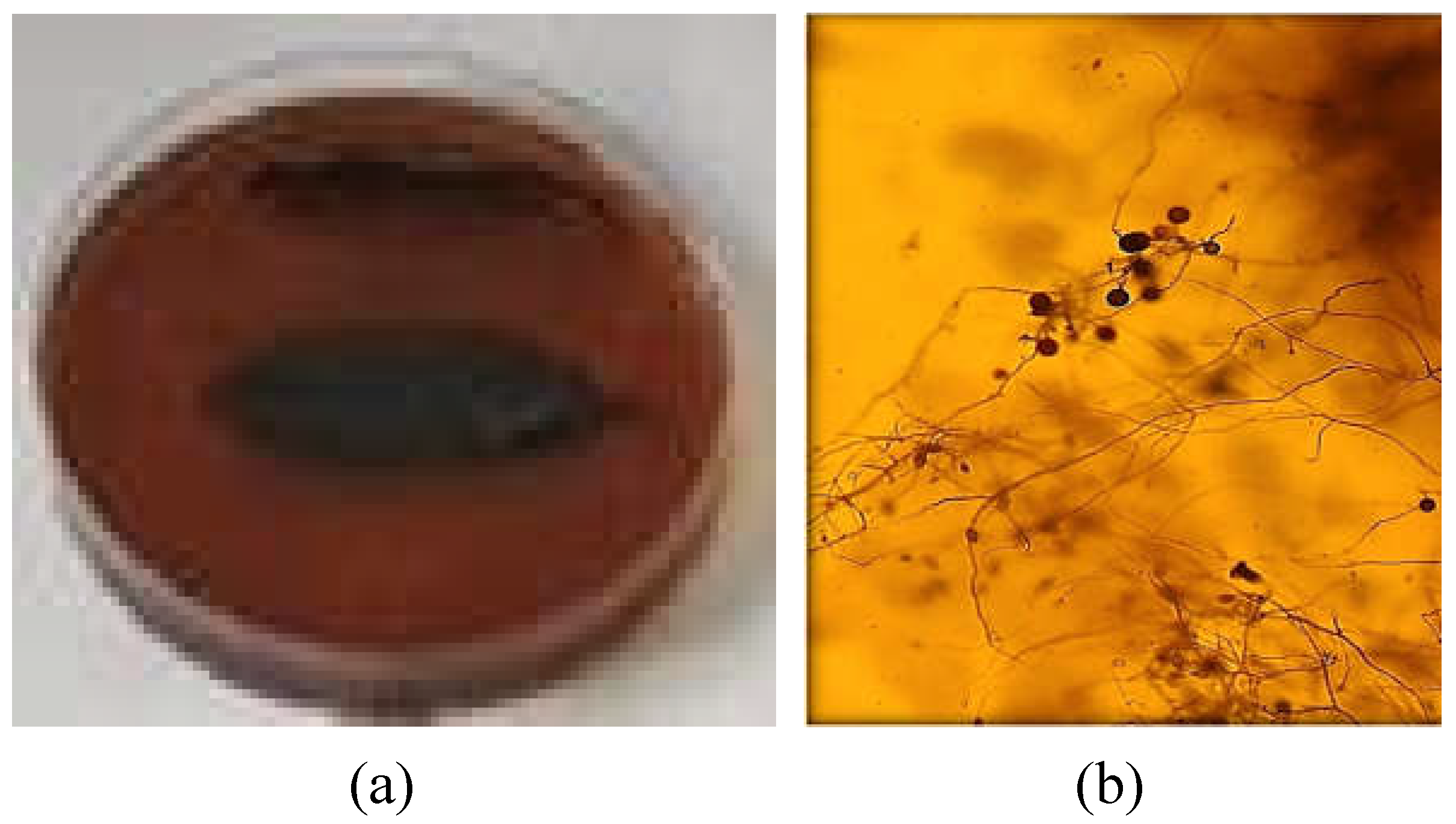 Preprints 107005 g012