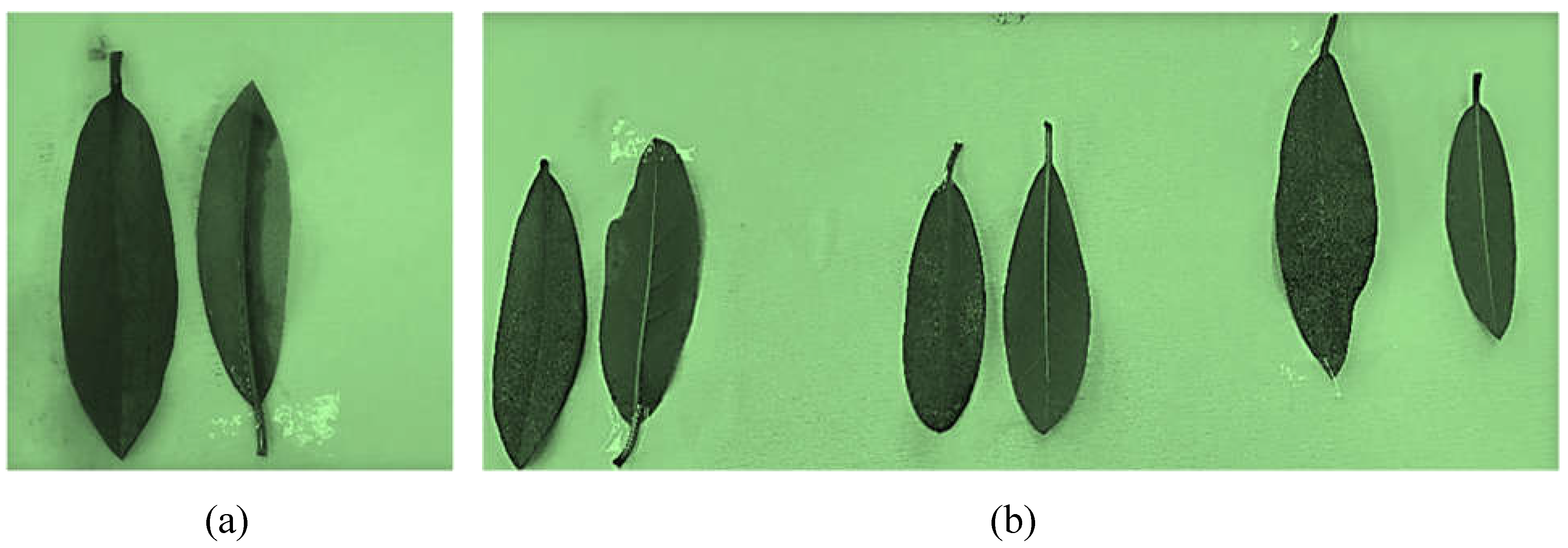 Preprints 107005 g013