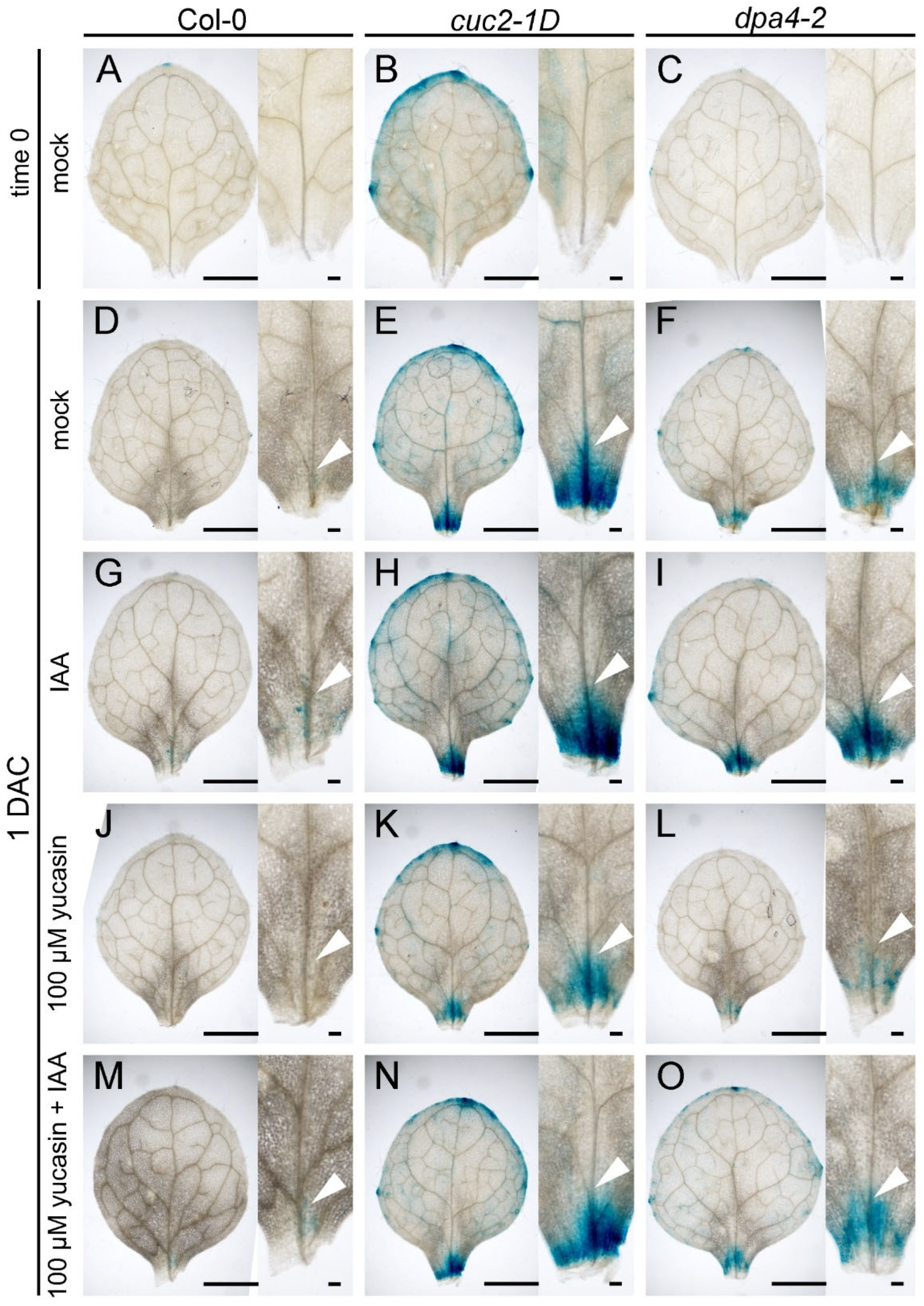 Preprints 179004 g004