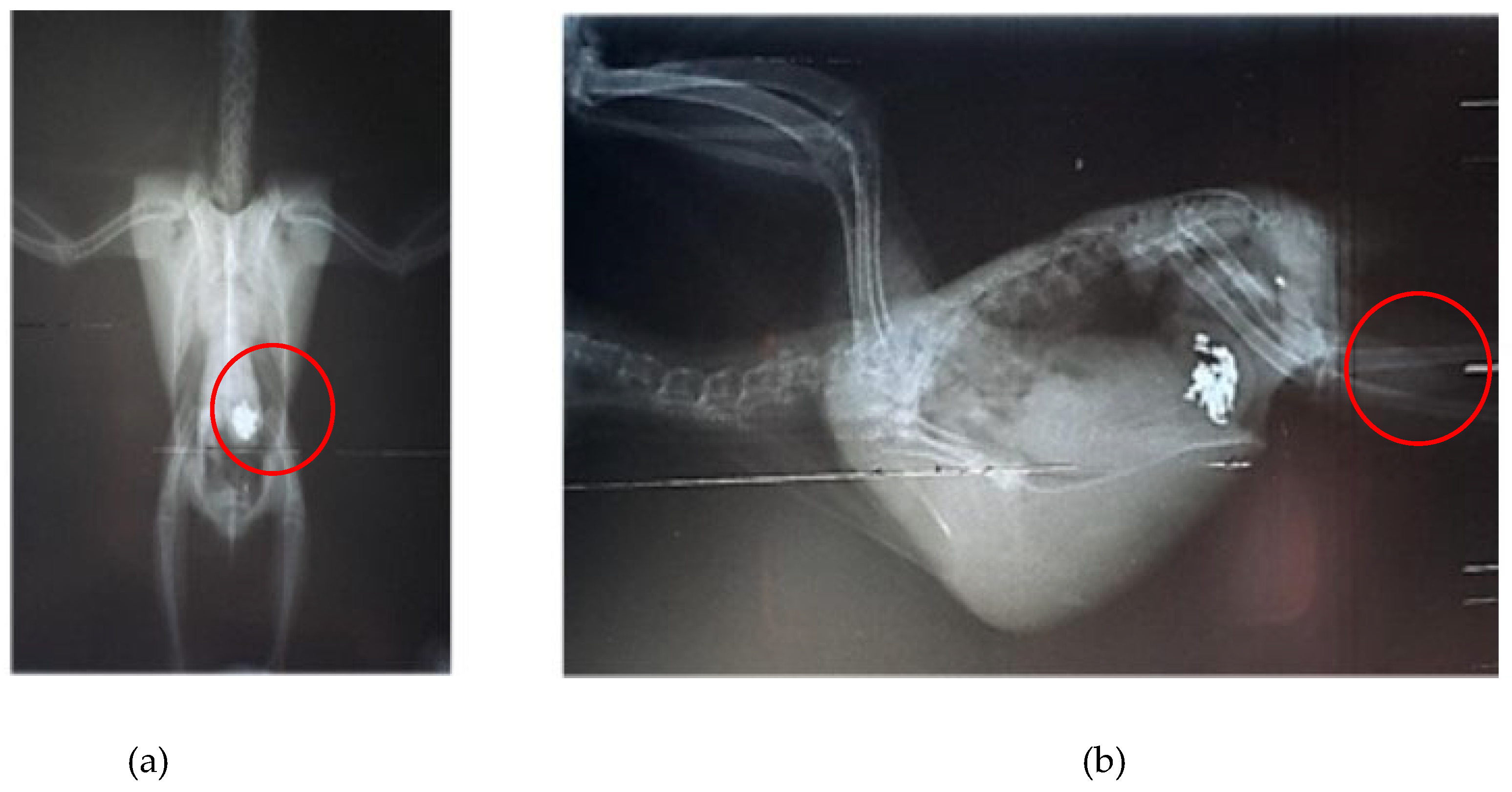 Preprints 158942 g001