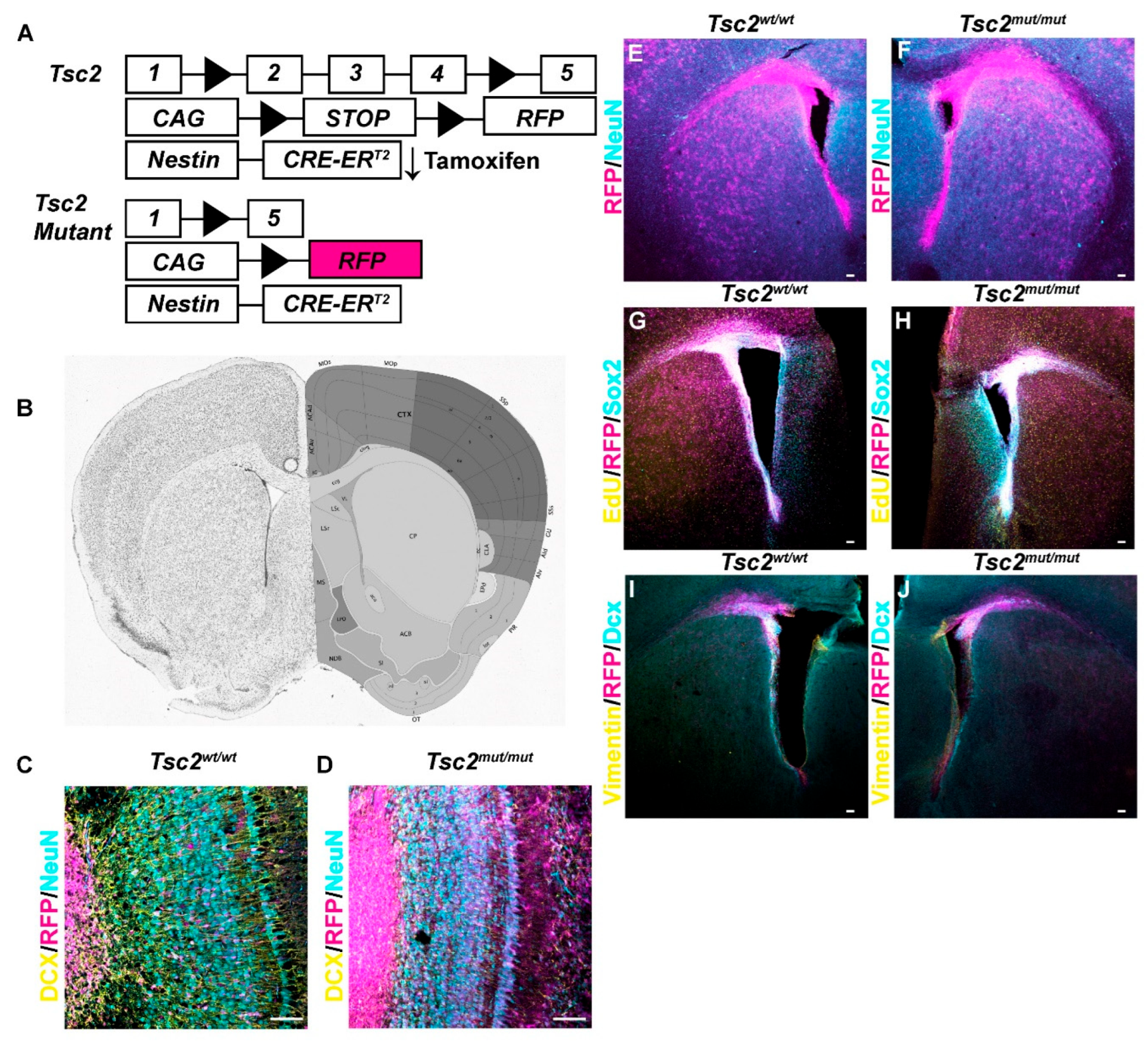 Preprints 189751 g001