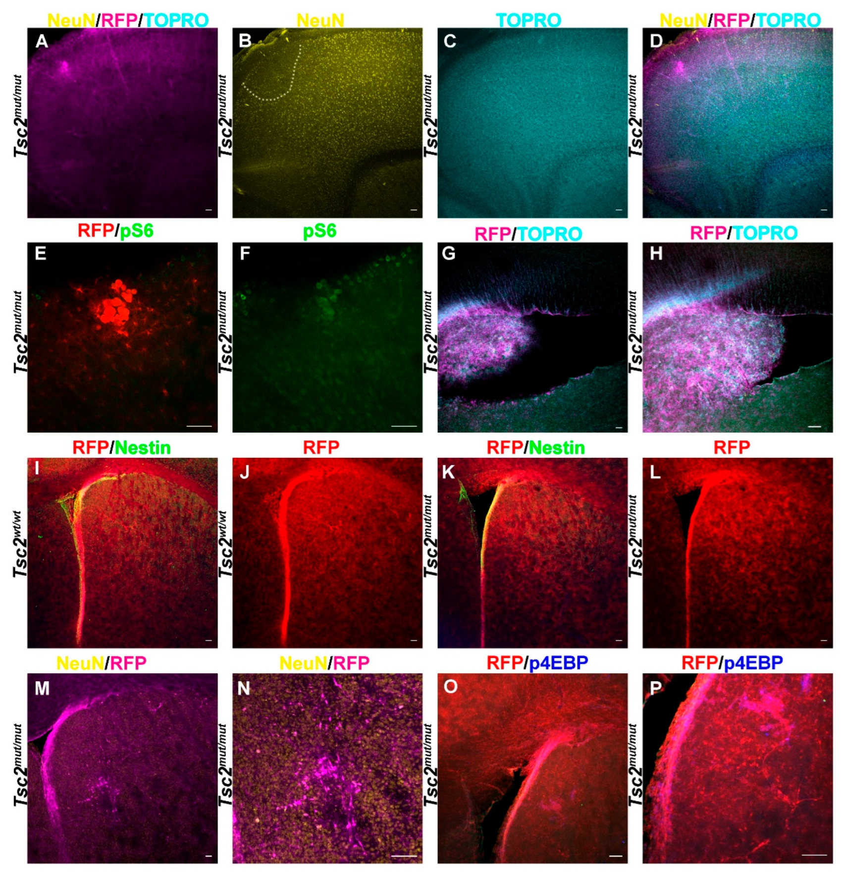 Preprints 189751 g004