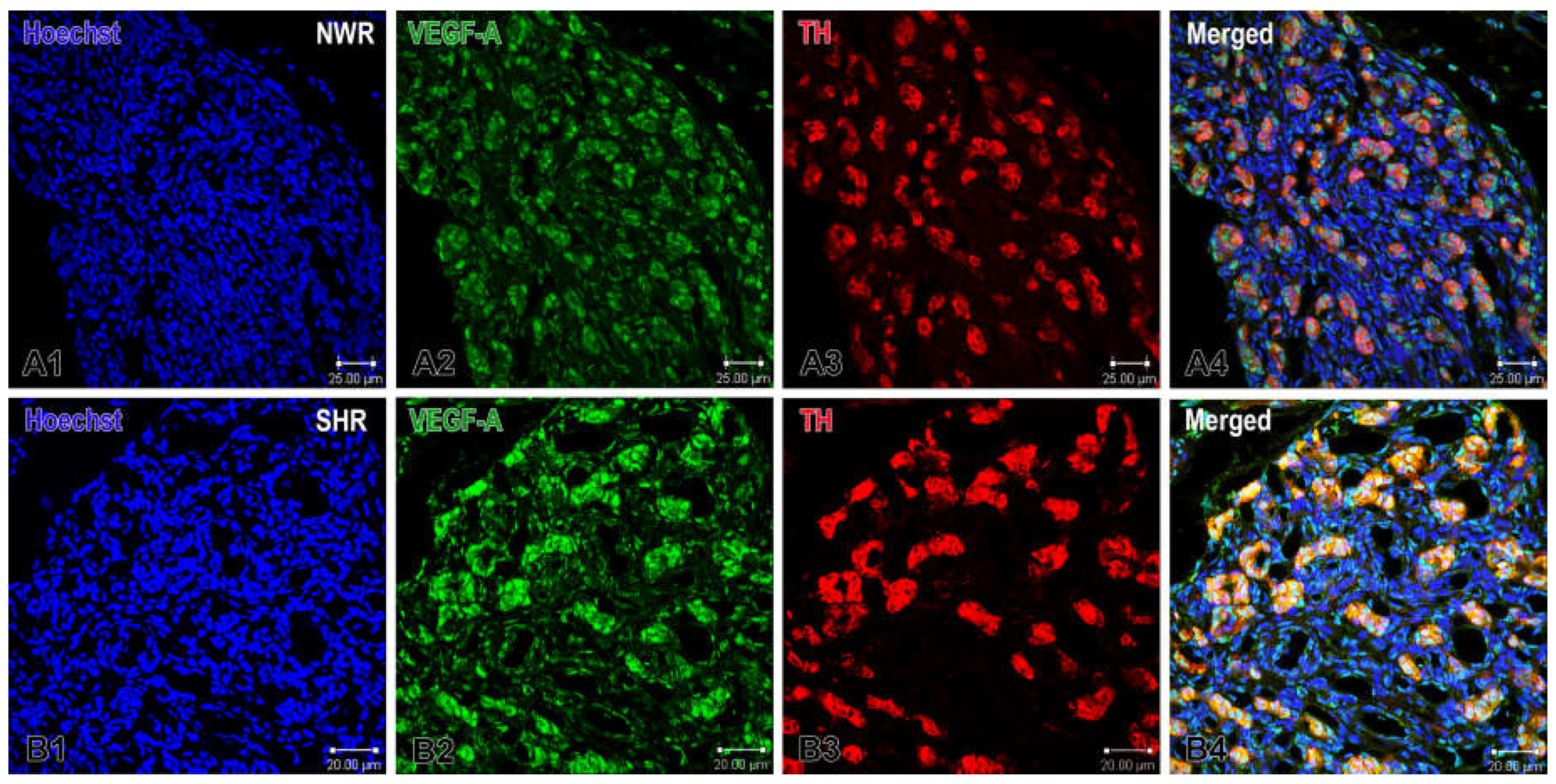 Preprints 143344 g001