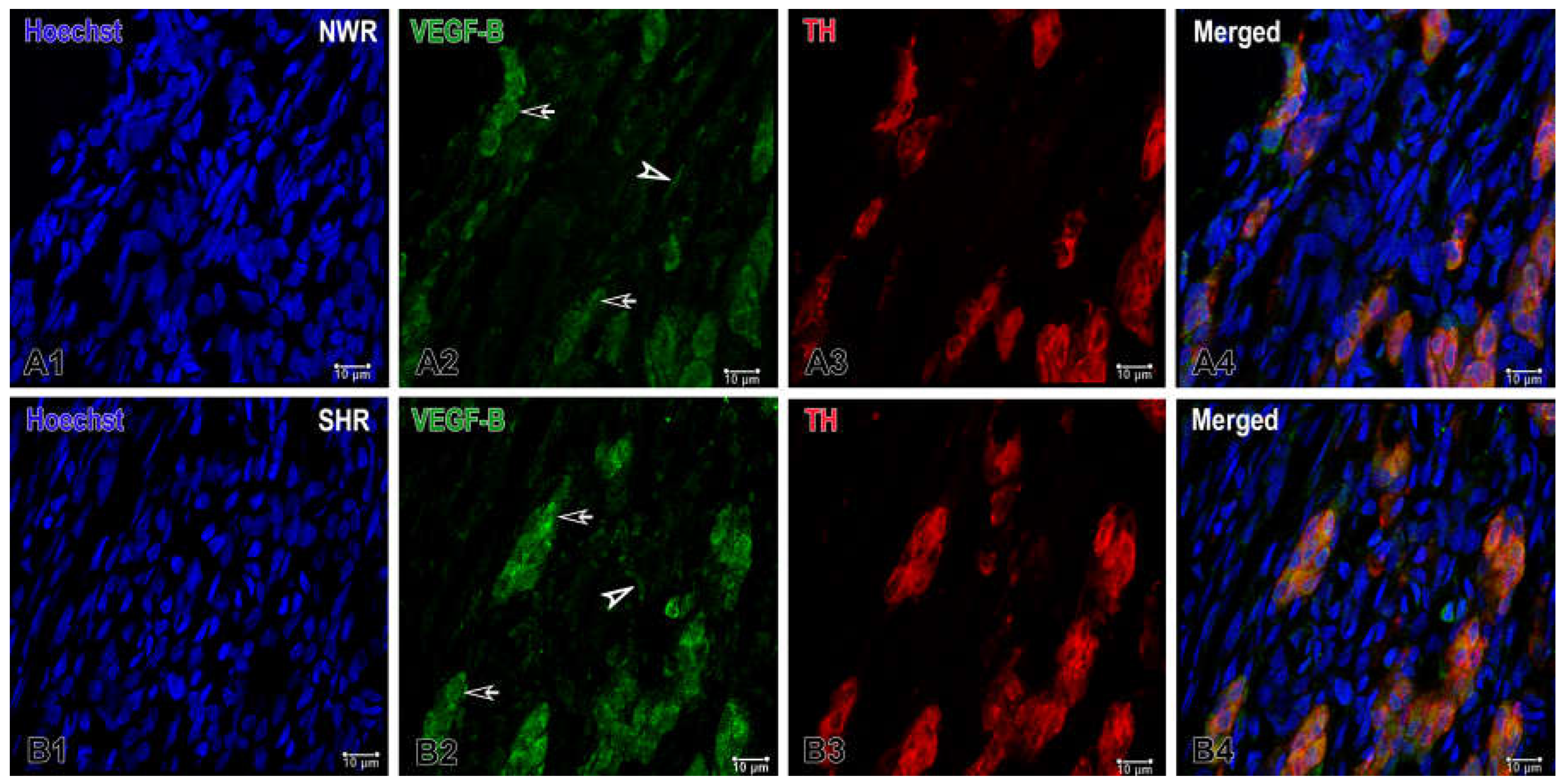 Preprints 143344 g002