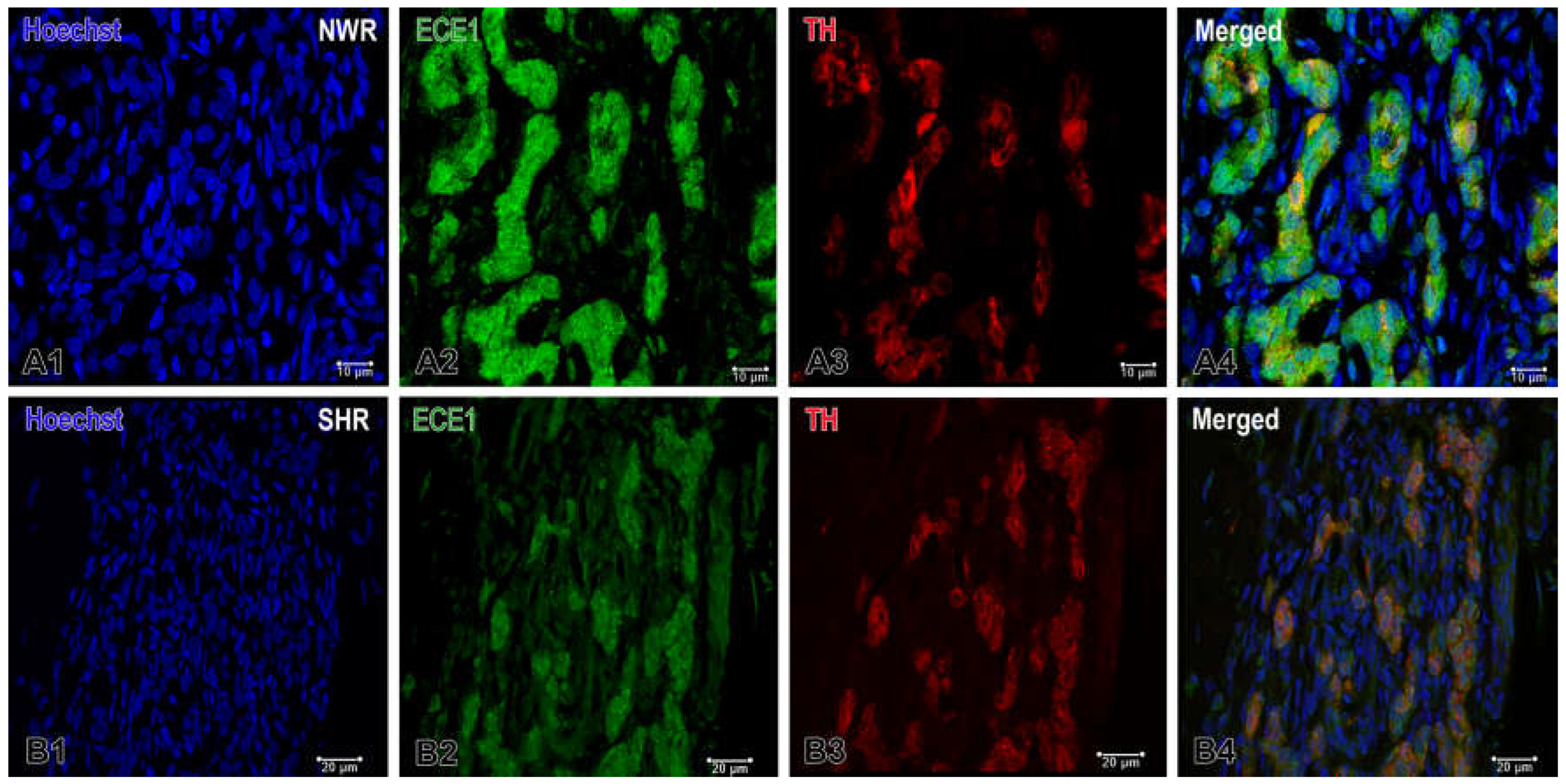 Preprints 143344 g005