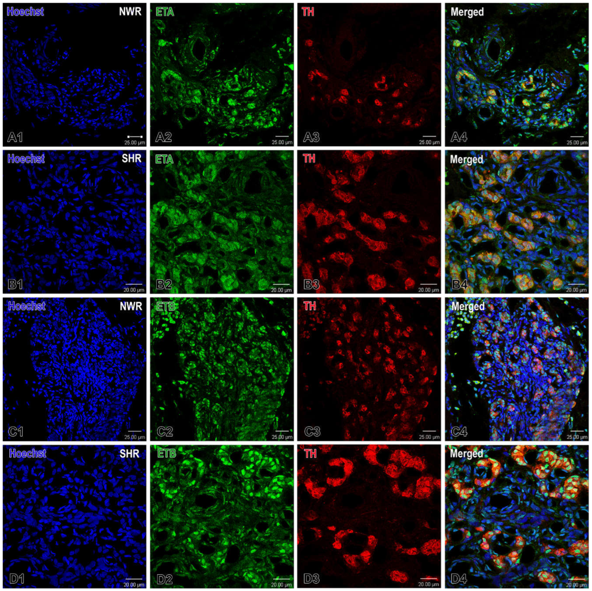 Preprints 143344 g006