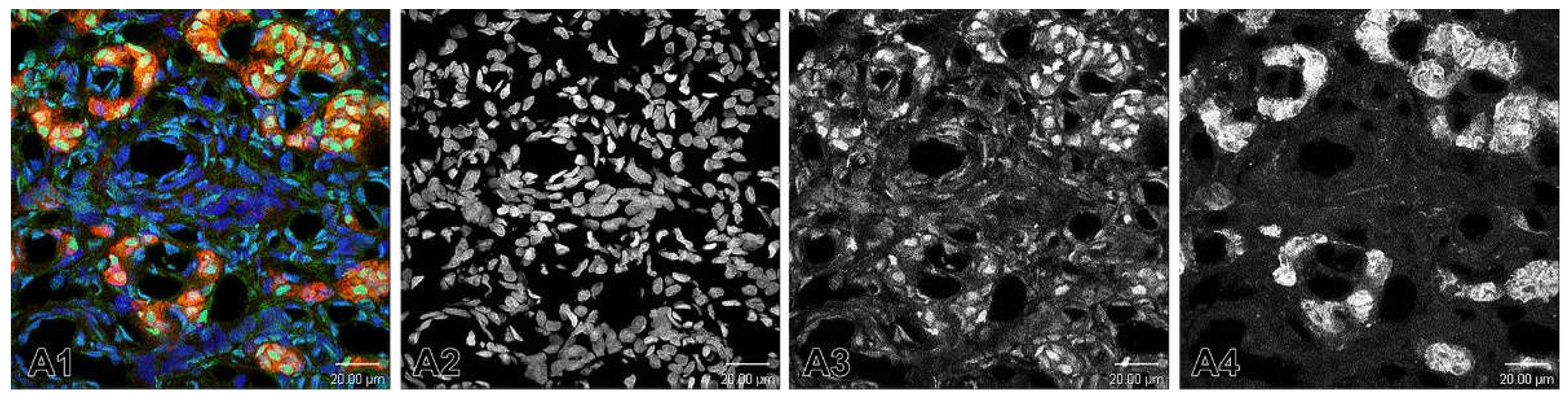 Preprints 143344 g008
