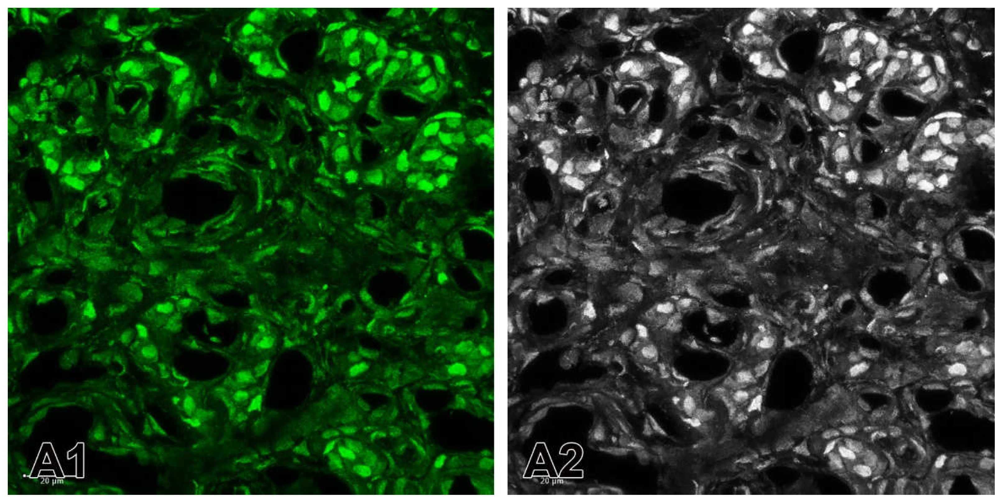 Preprints 143344 g009