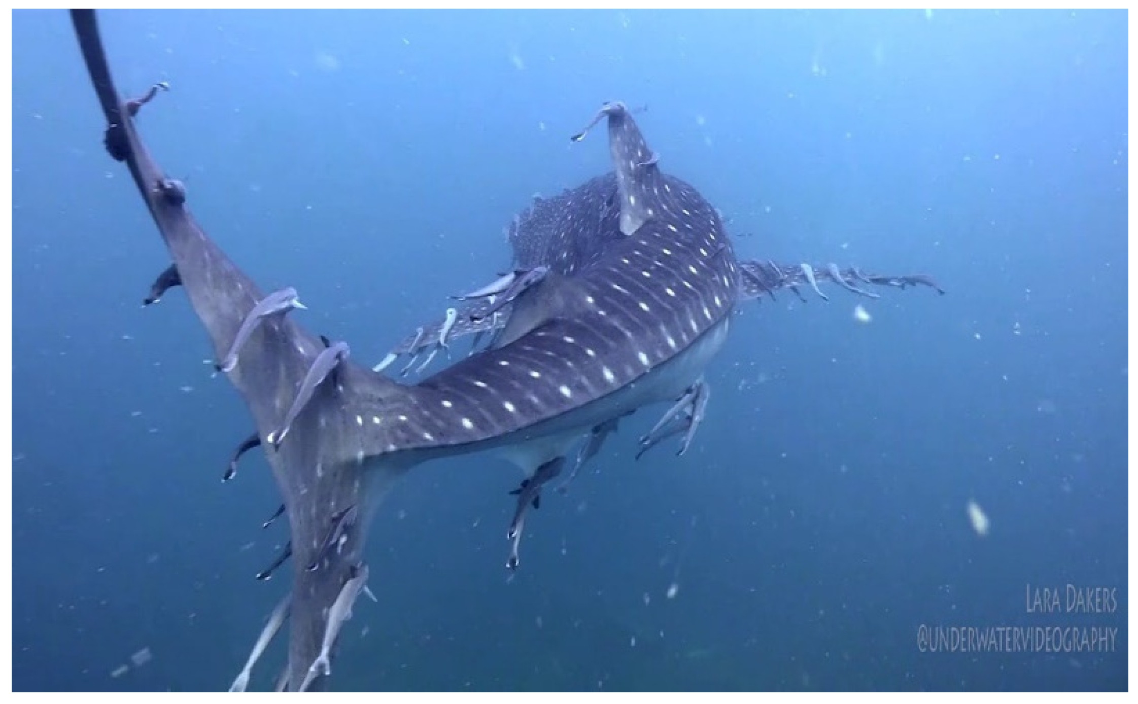 Preprints 181294 g006