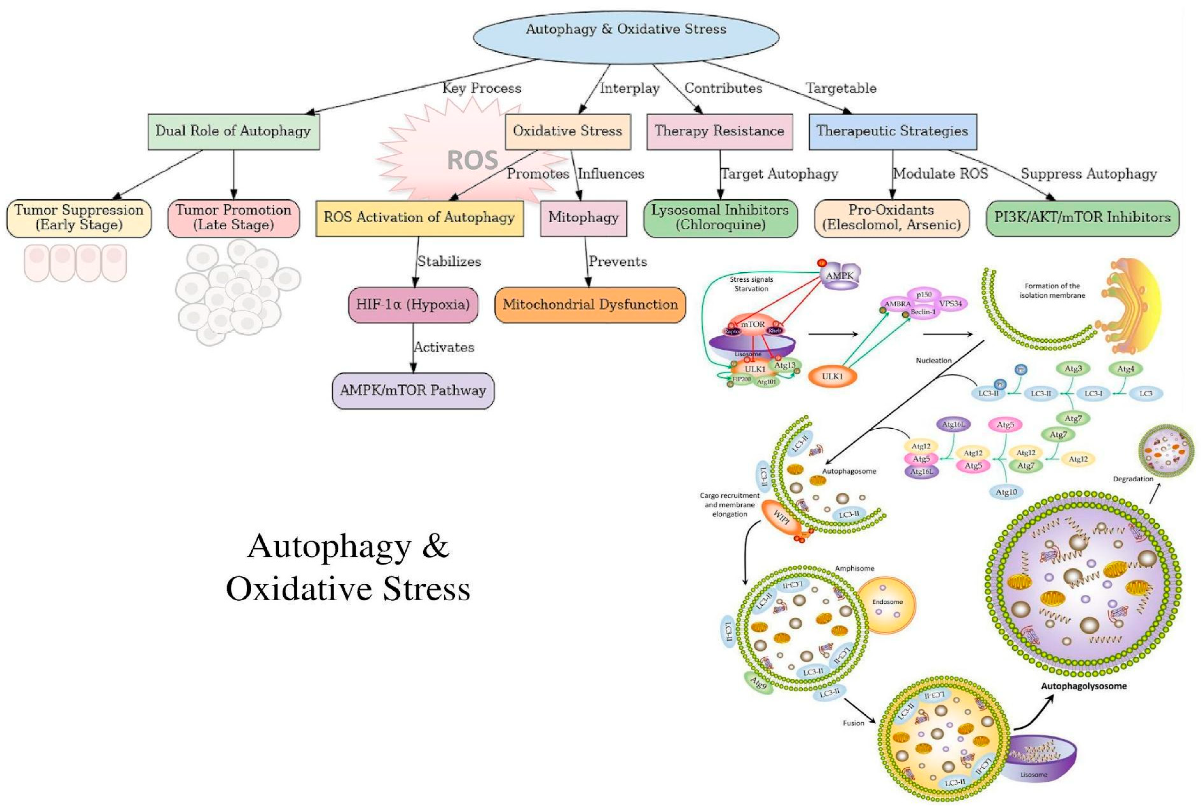 Preprints 144733 g002