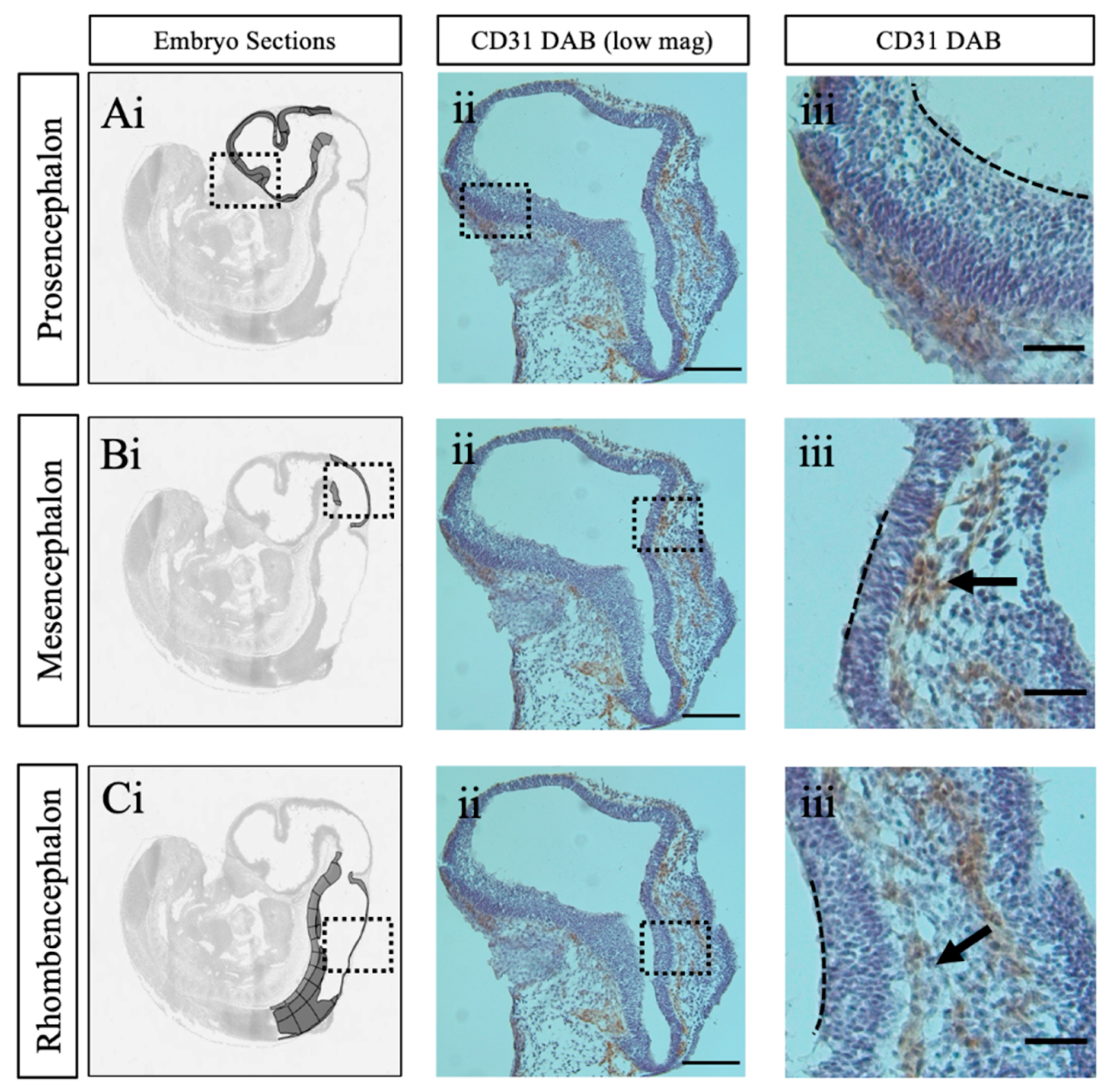 Preprints 149359 g001