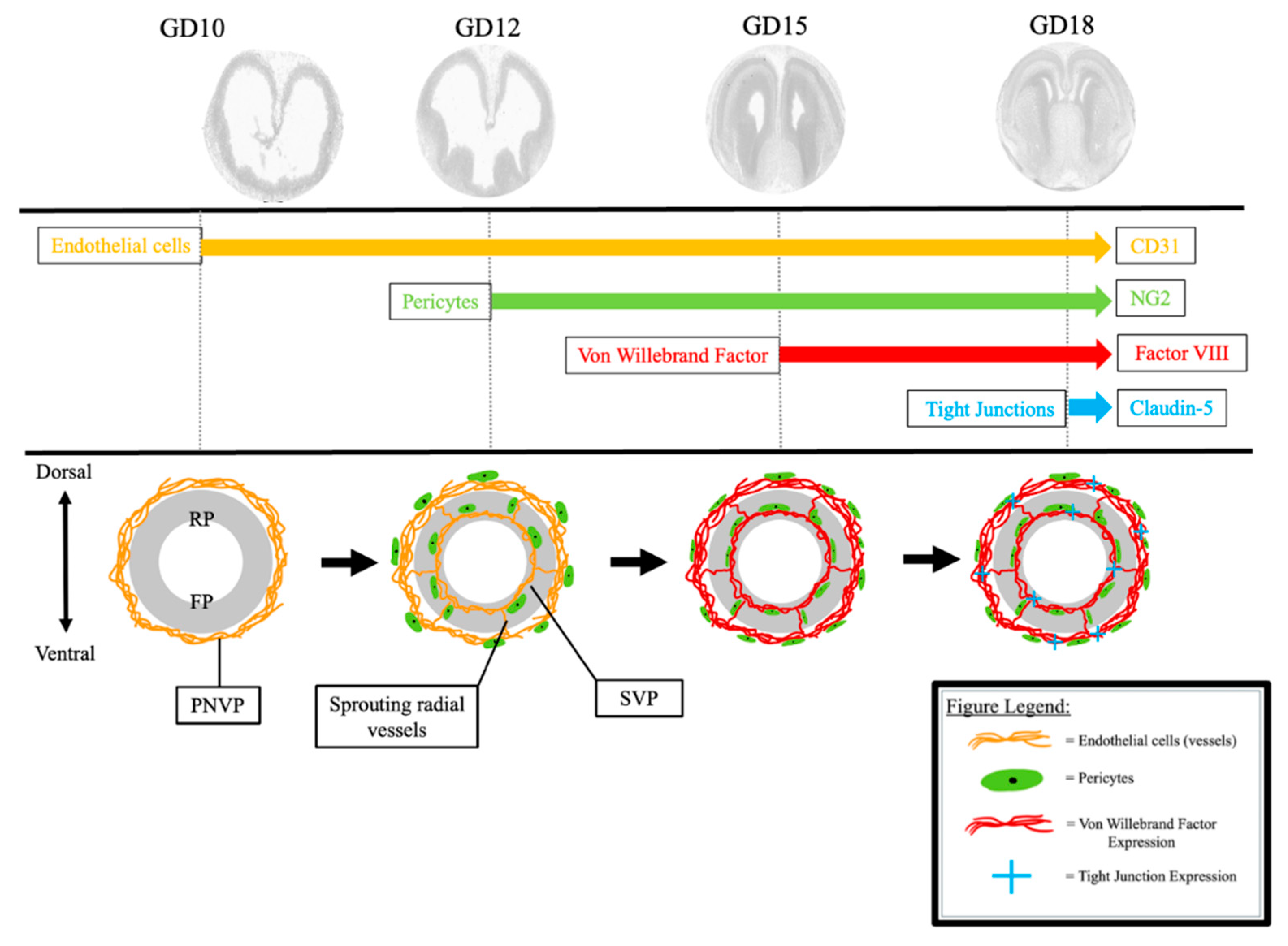 Preprints 149359 g006