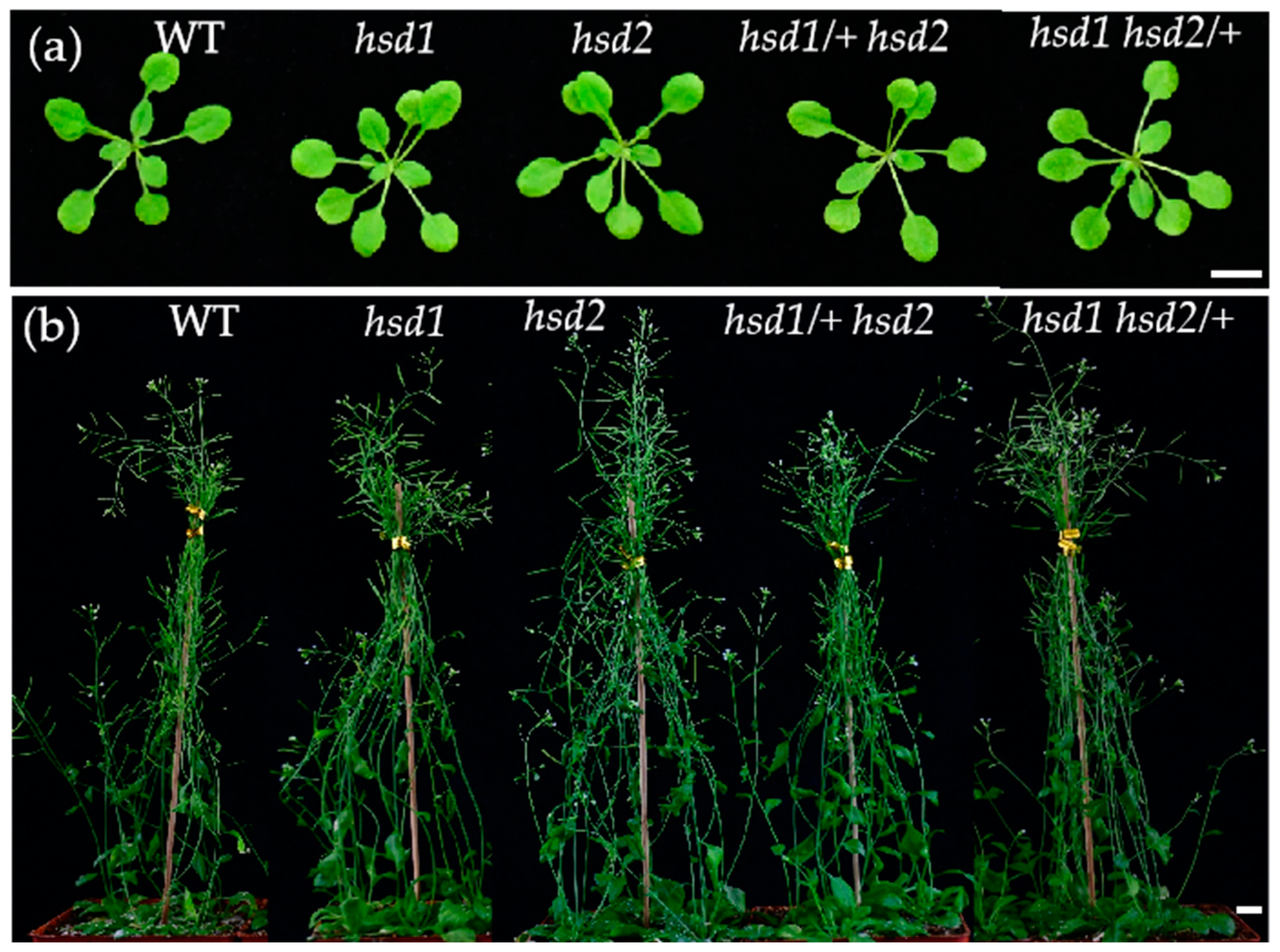Preprints 86811 g002