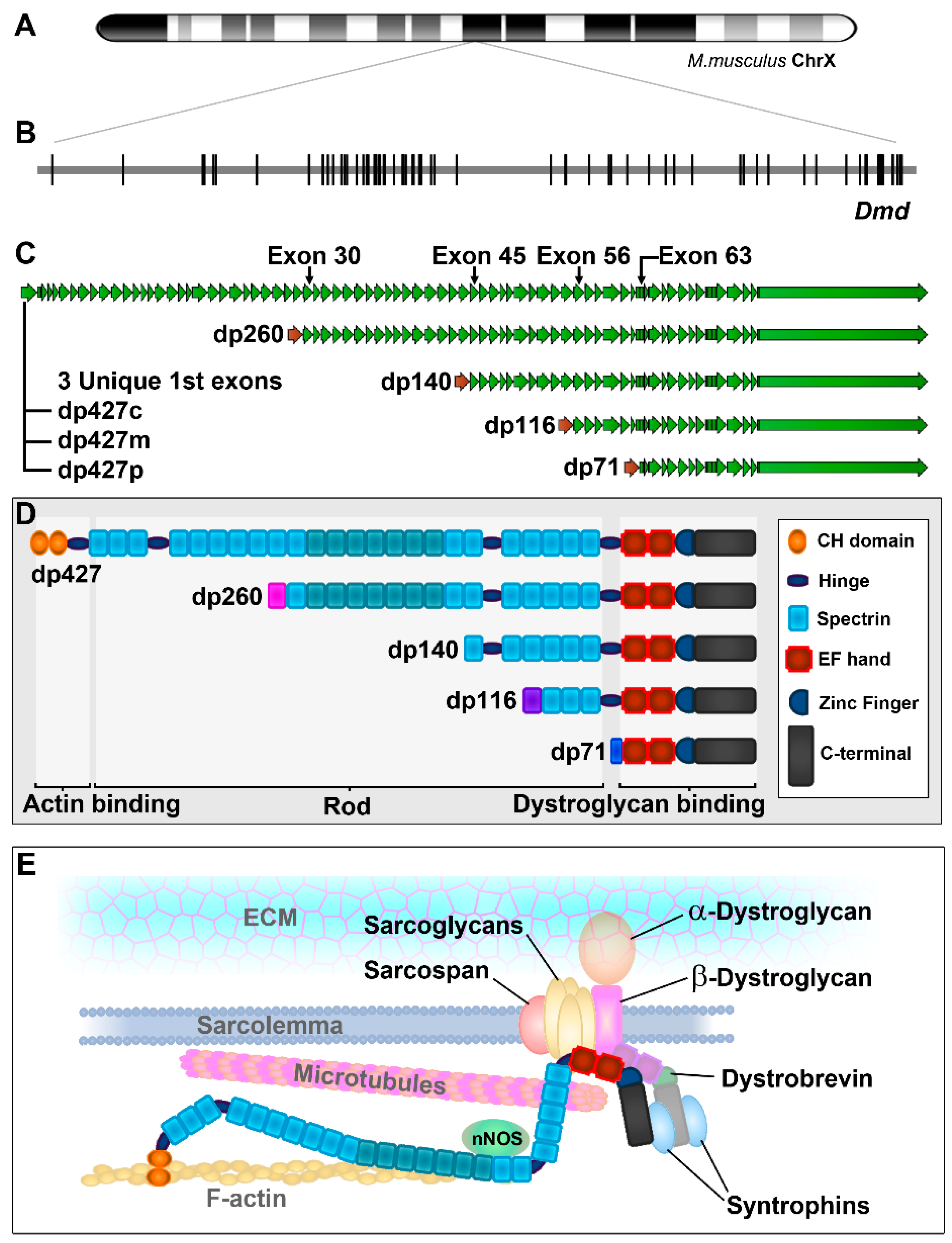 Preprints 77849 g001