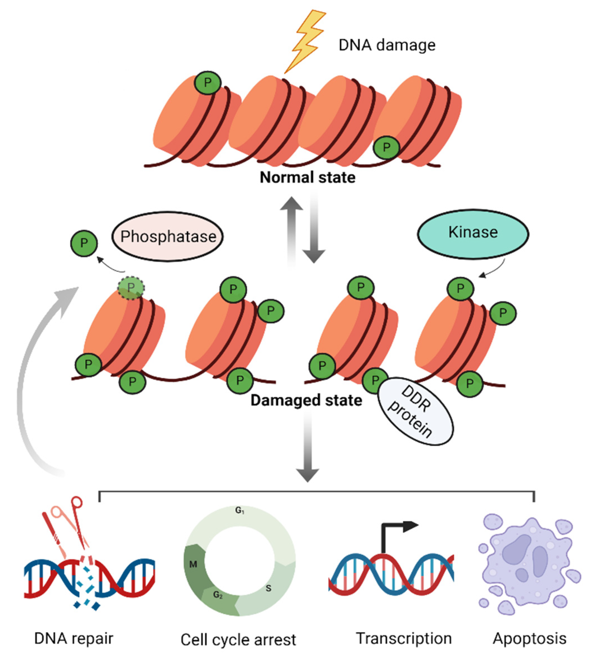 Preprints 149874 g001