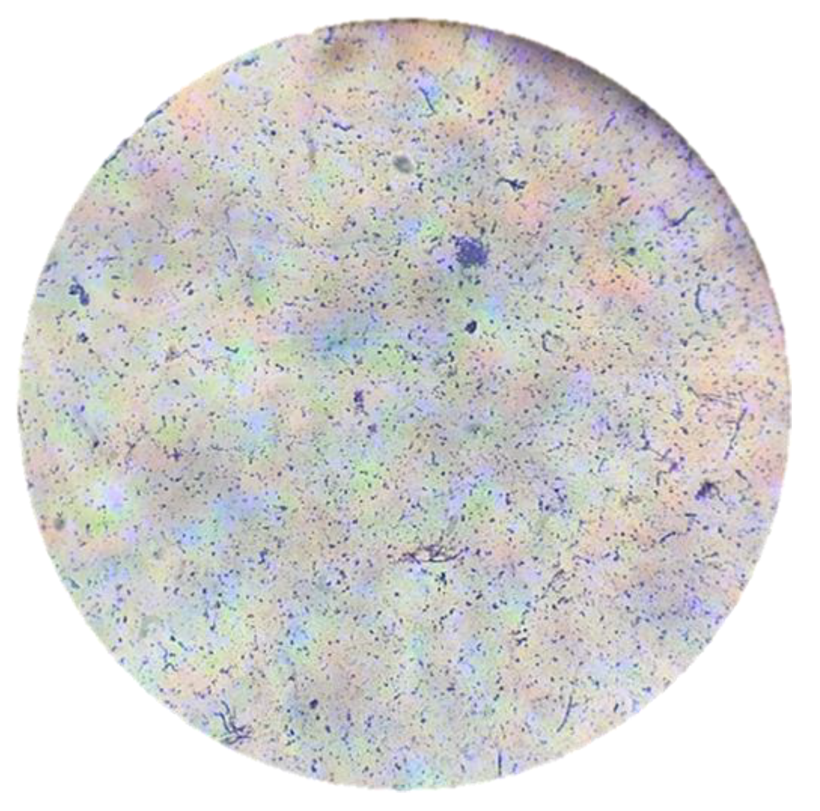 Preprints 176235 g010