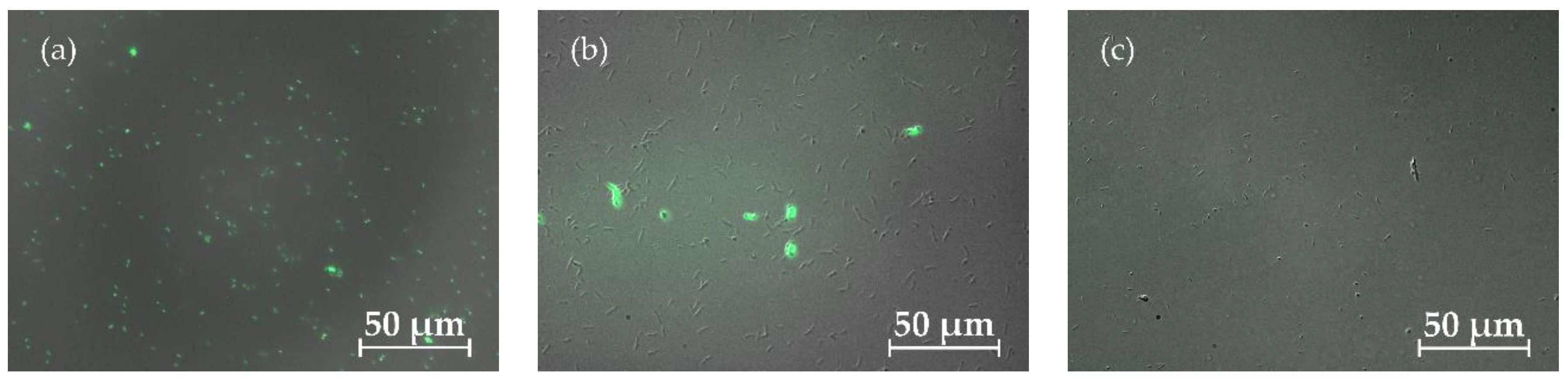Preprints 169681 g002