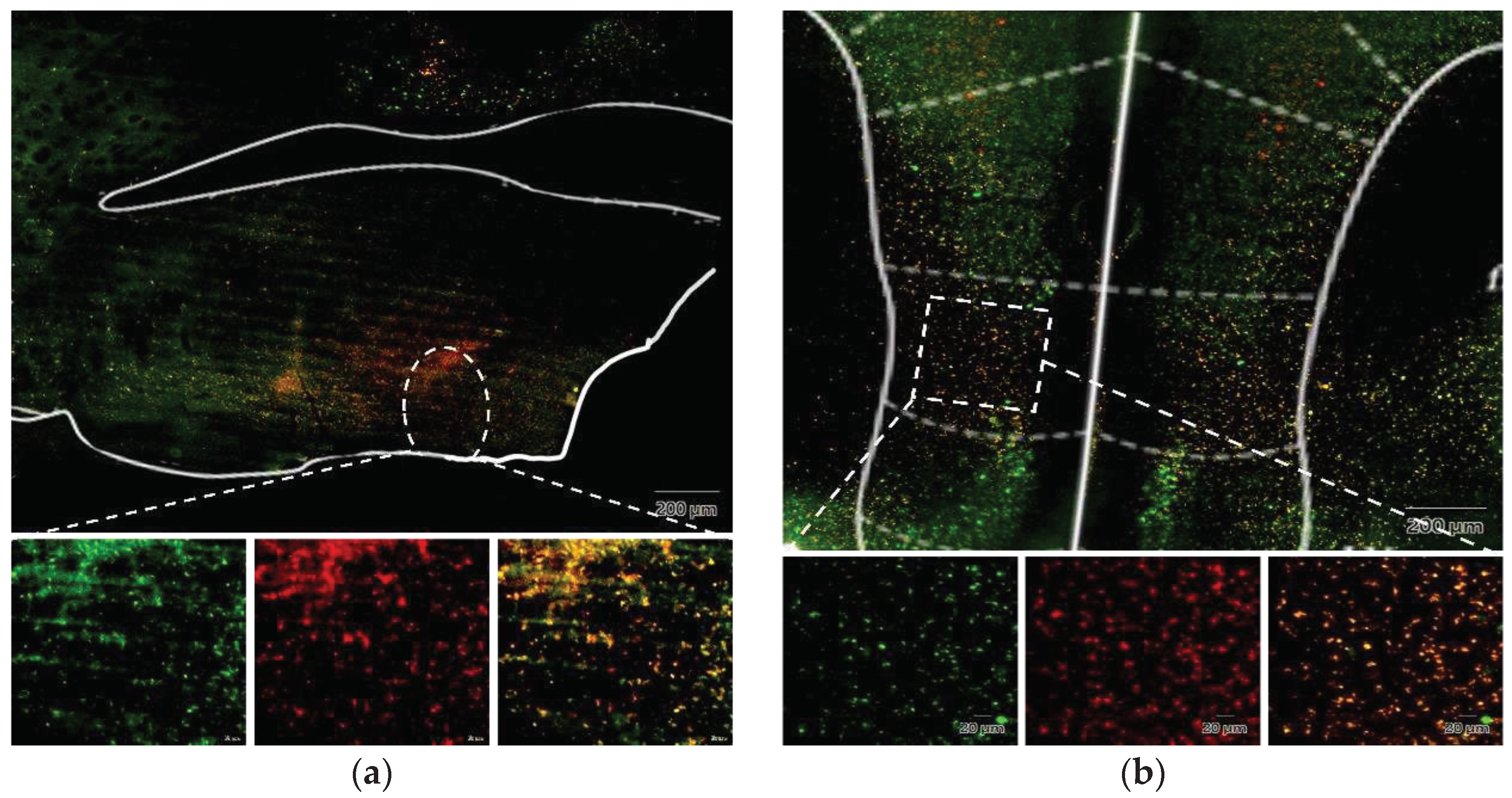 Preprints 94859 g013