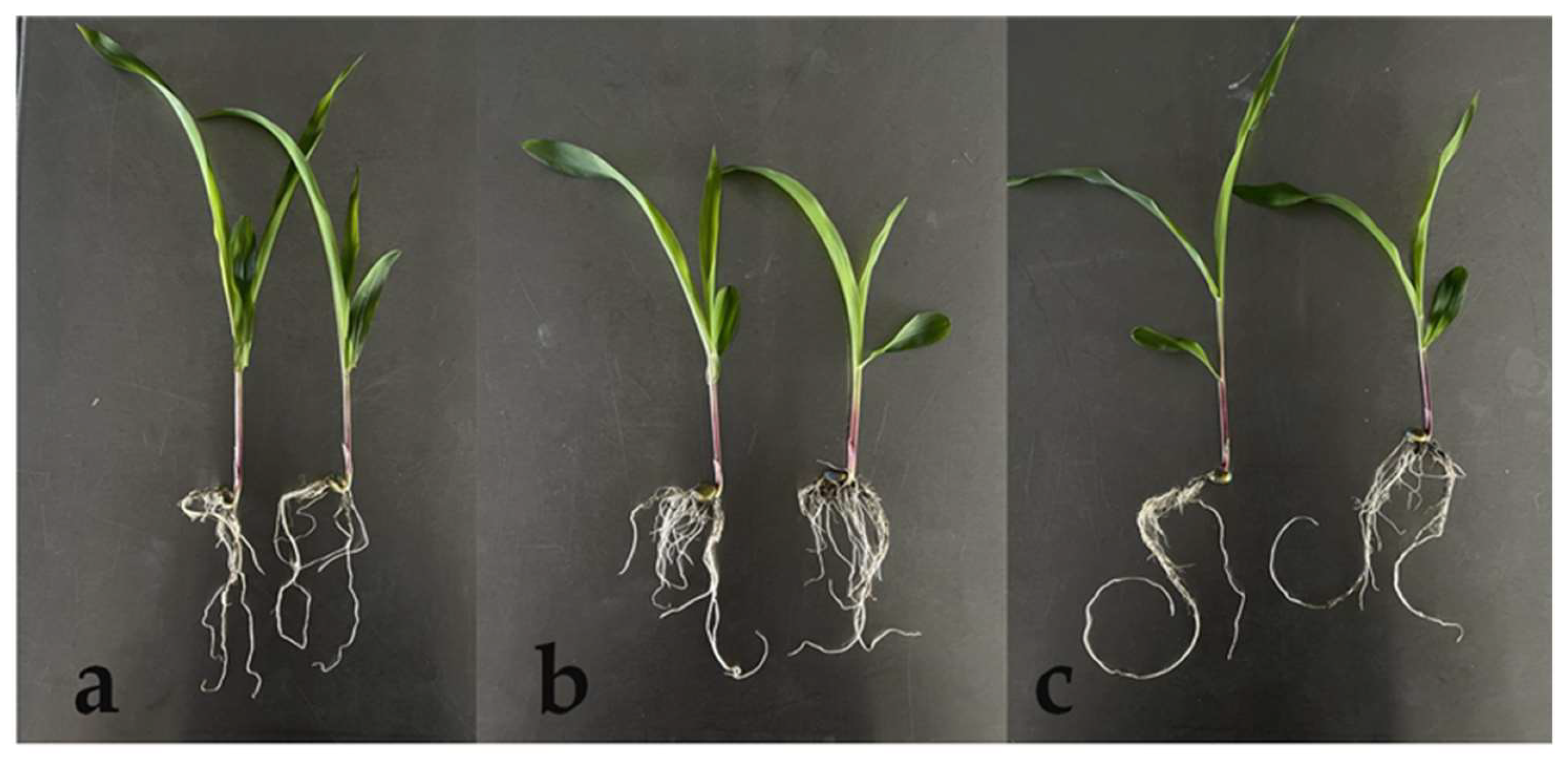 Preprints 162268 g001