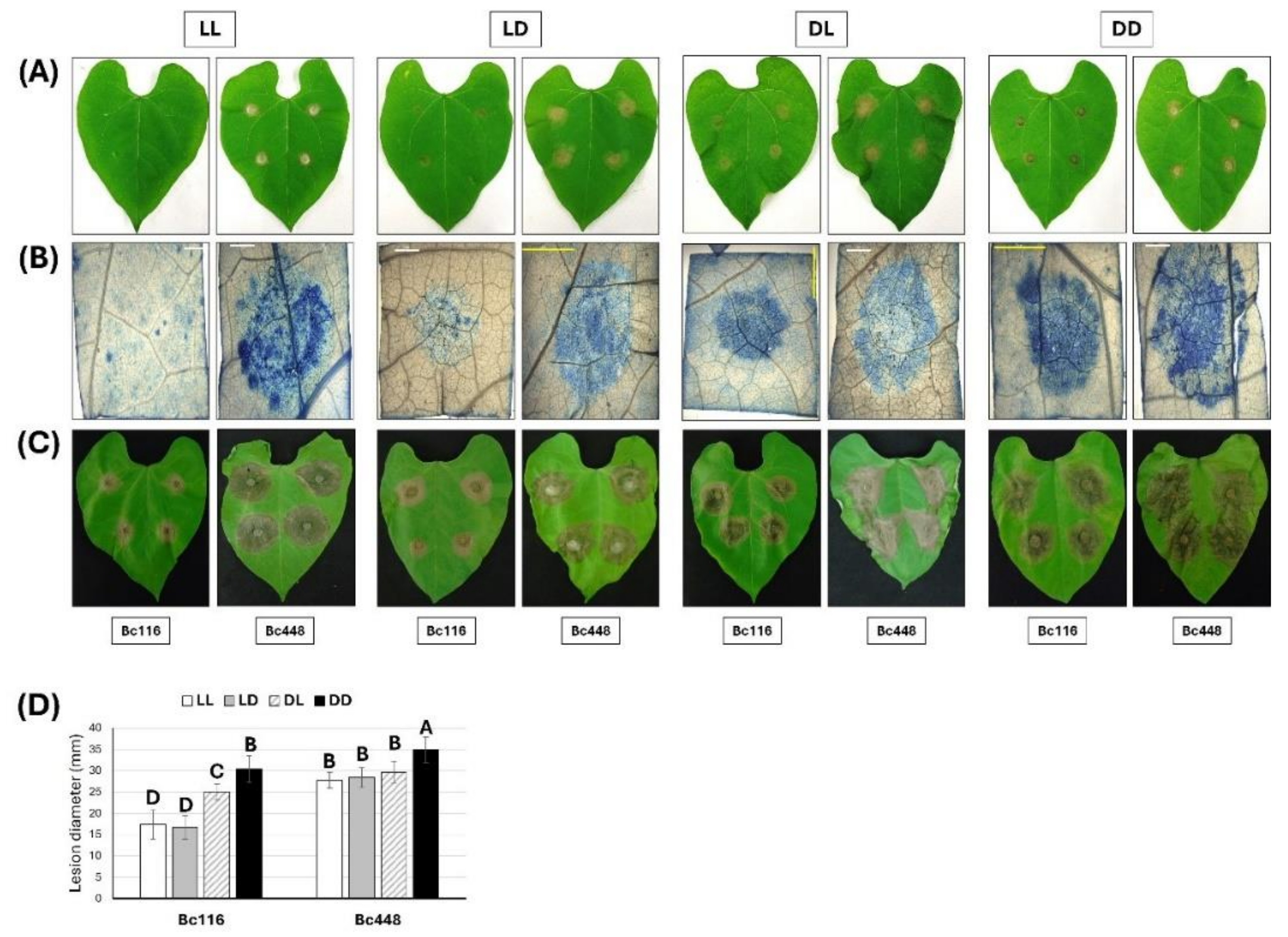 Preprints 150424 g002