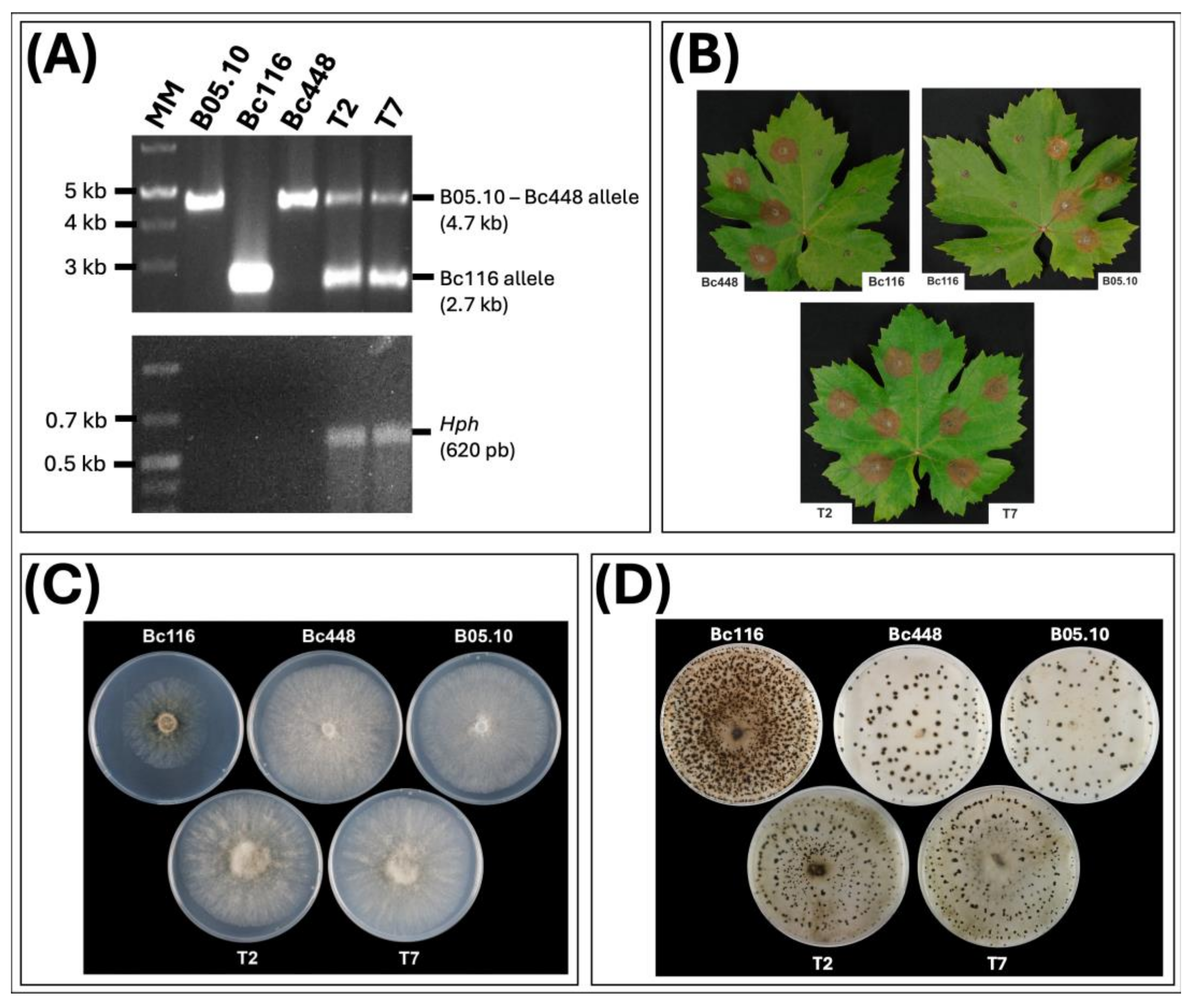 Preprints 150424 g007