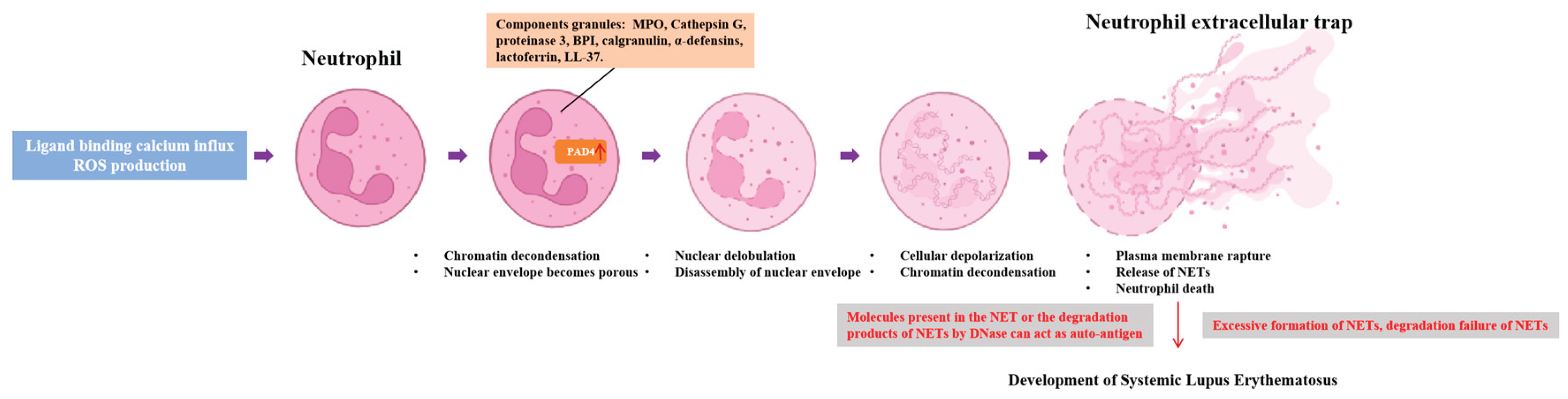 Preprints 184979 g001