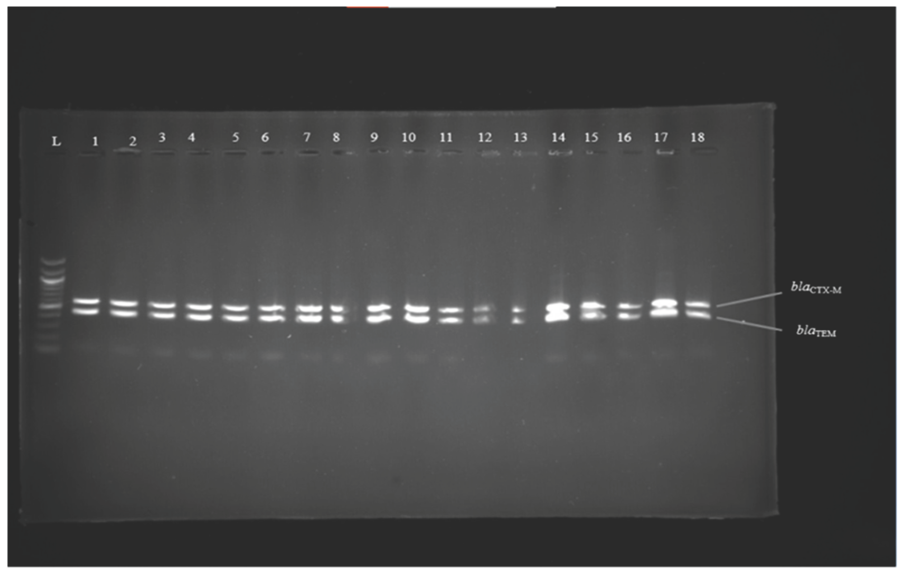 Preprints 164696 g001