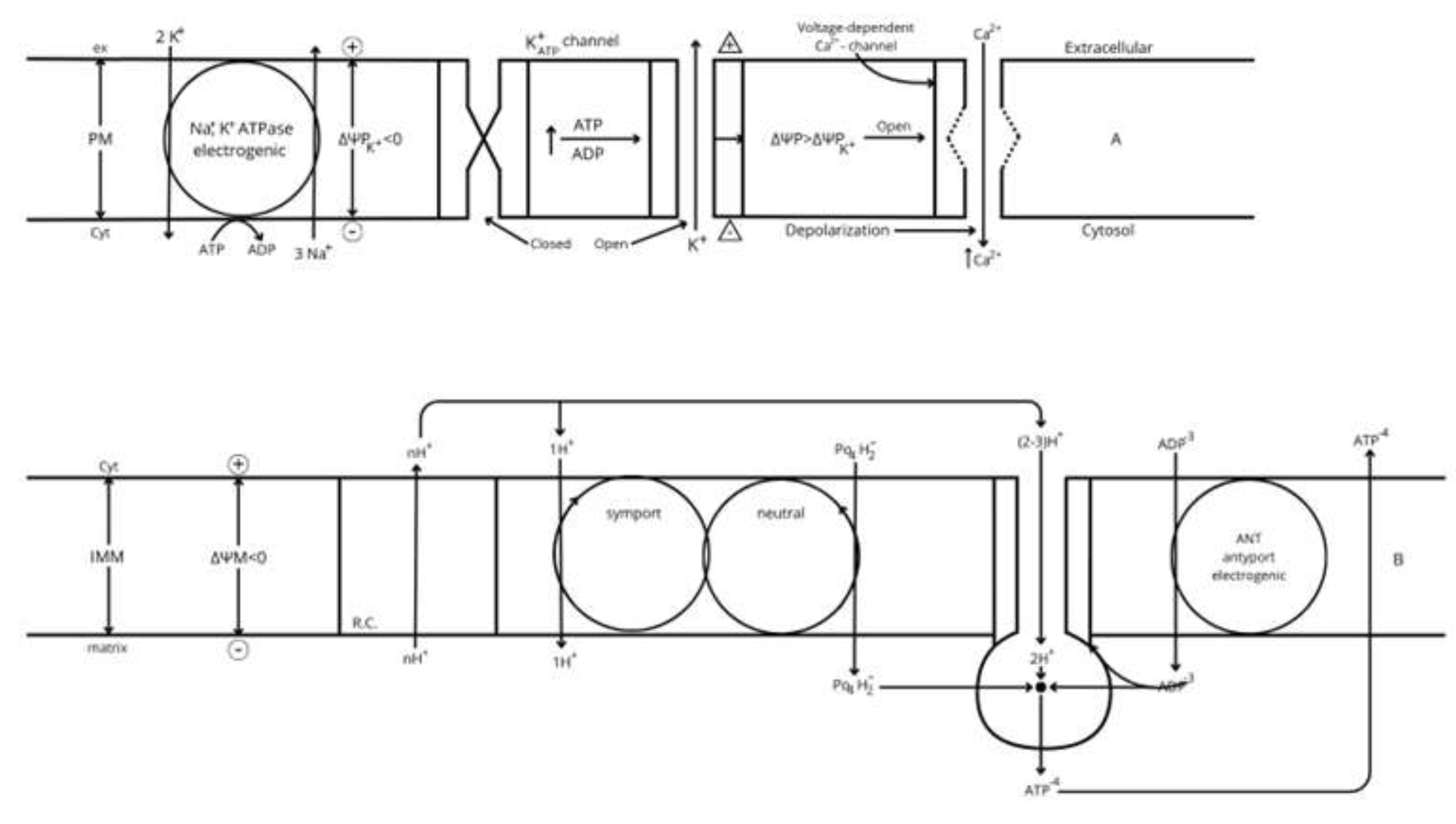 Preprints 150675 g002