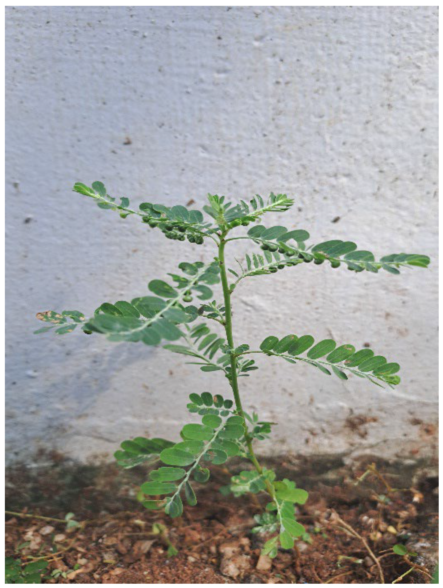 Preprints 150493 g001