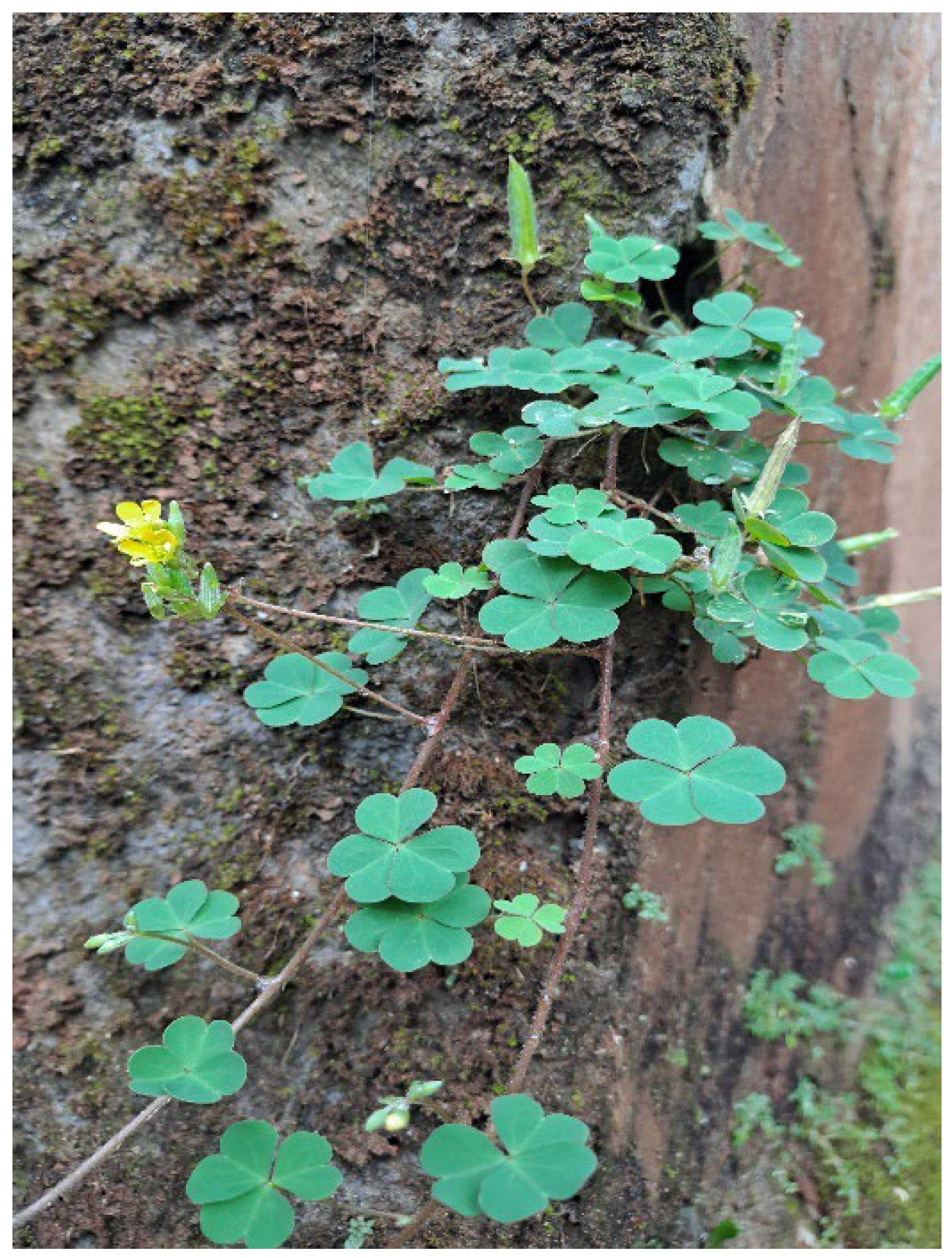 Preprints 150493 g002