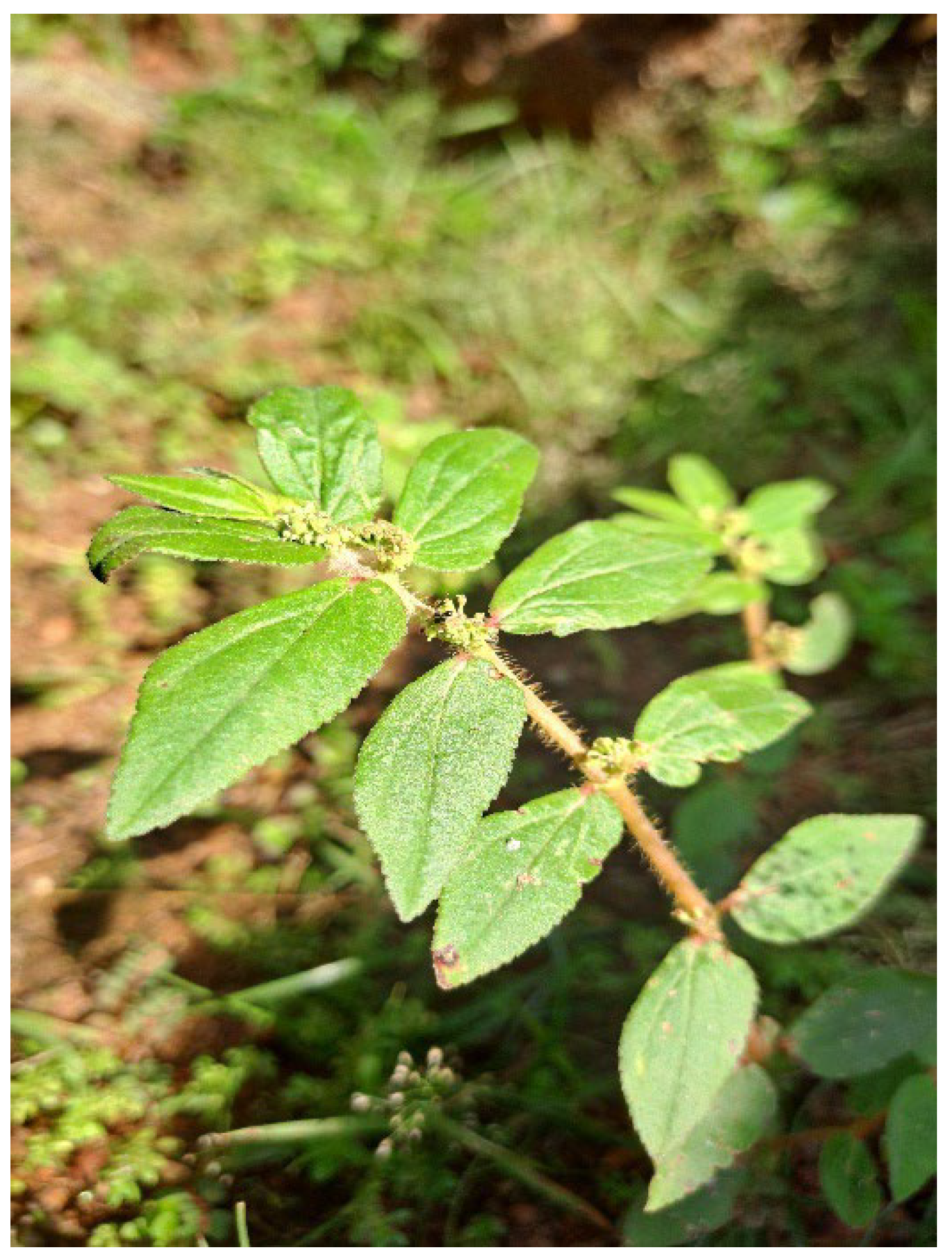 Preprints 150493 g005